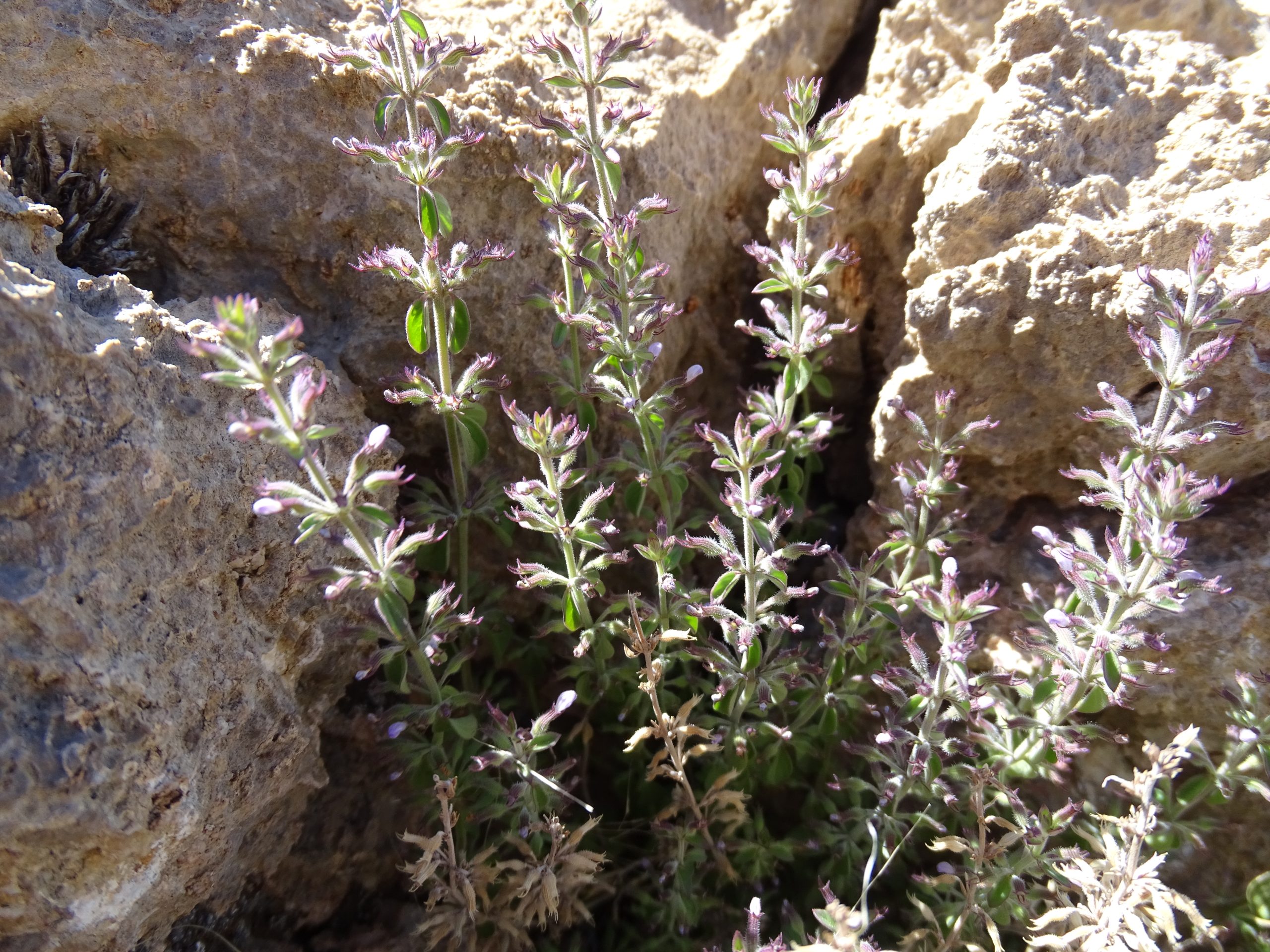Hedeoma drummondii