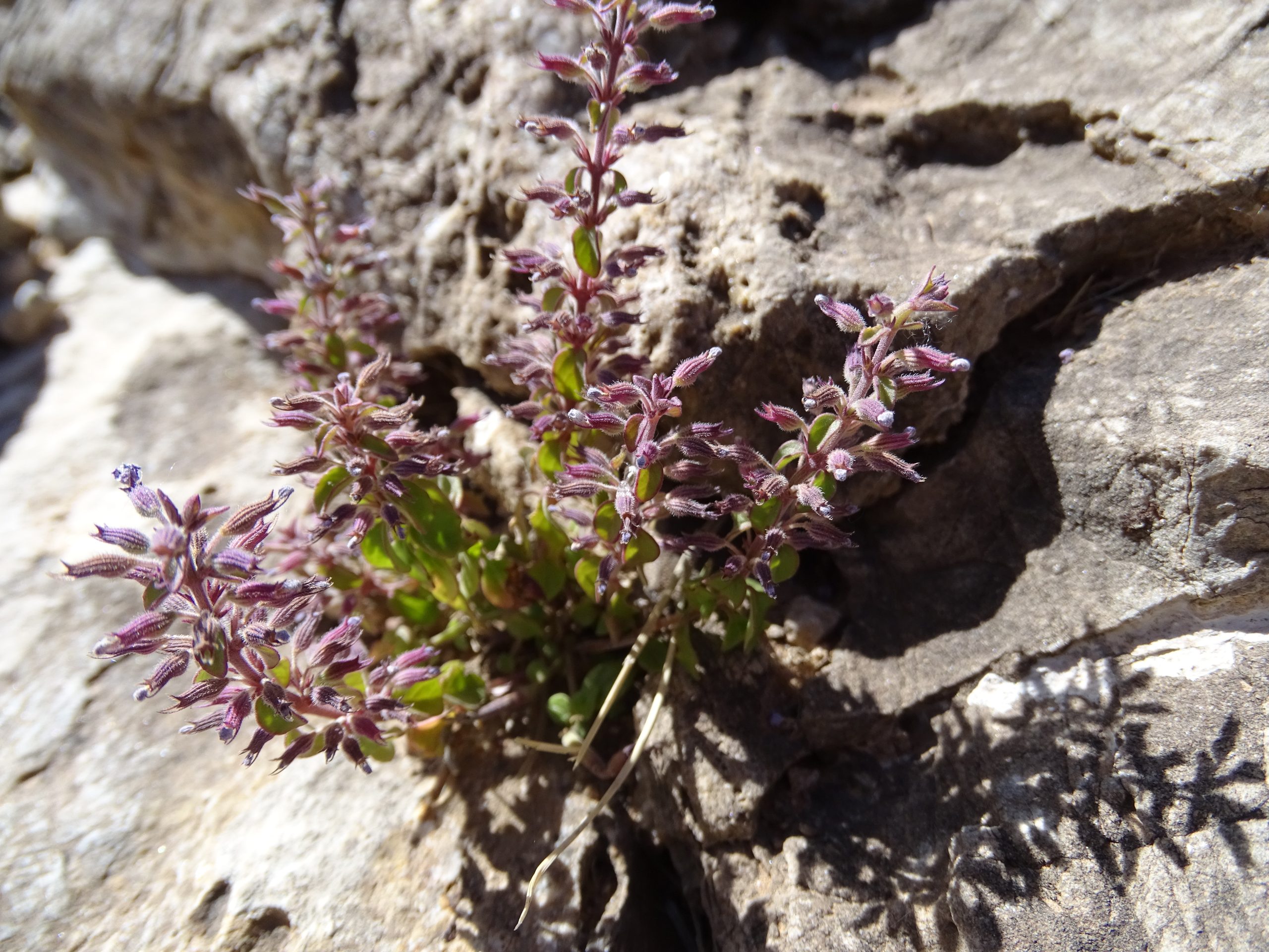 Hedeoma nana