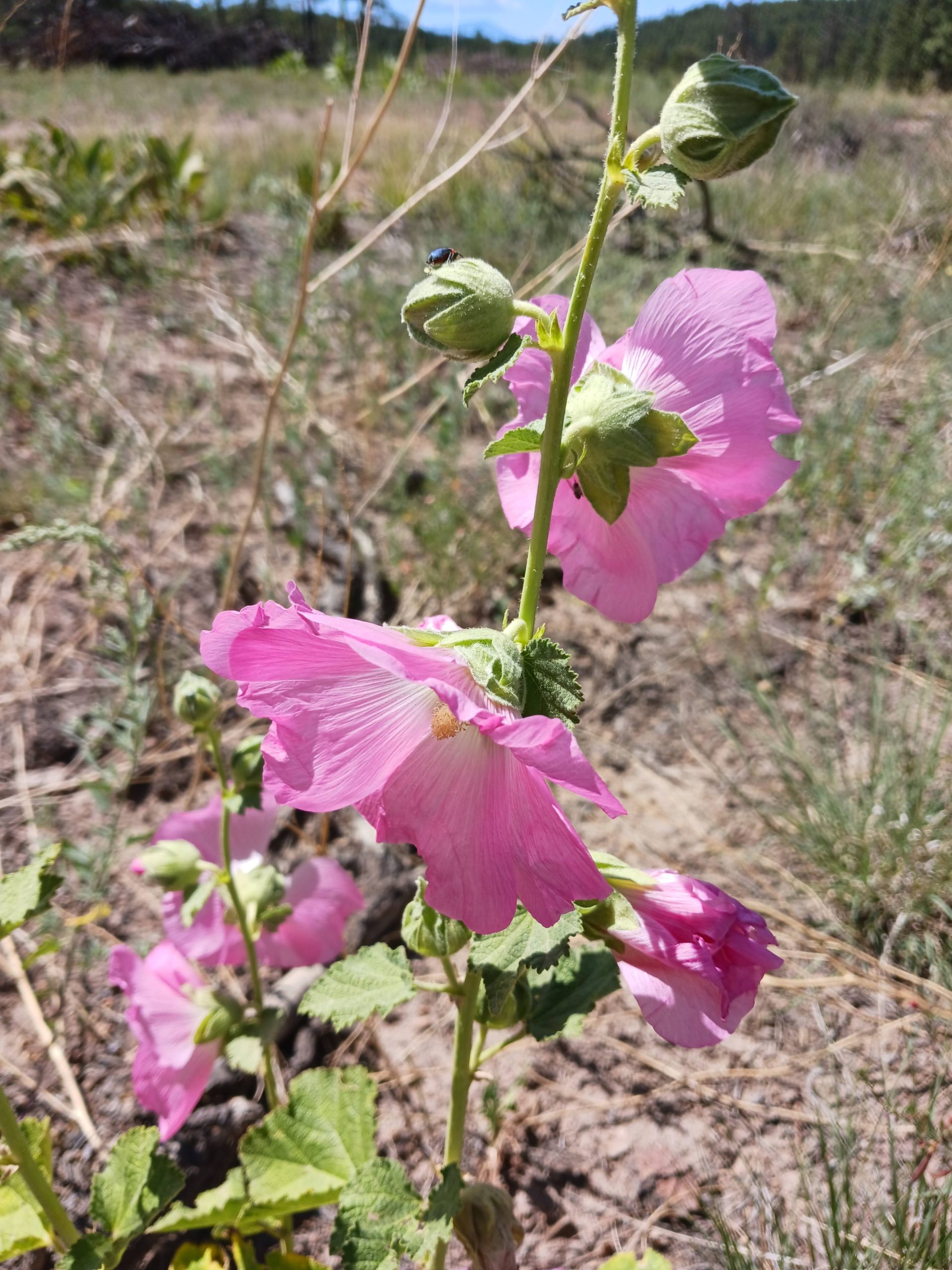 Iliamna grandiflora