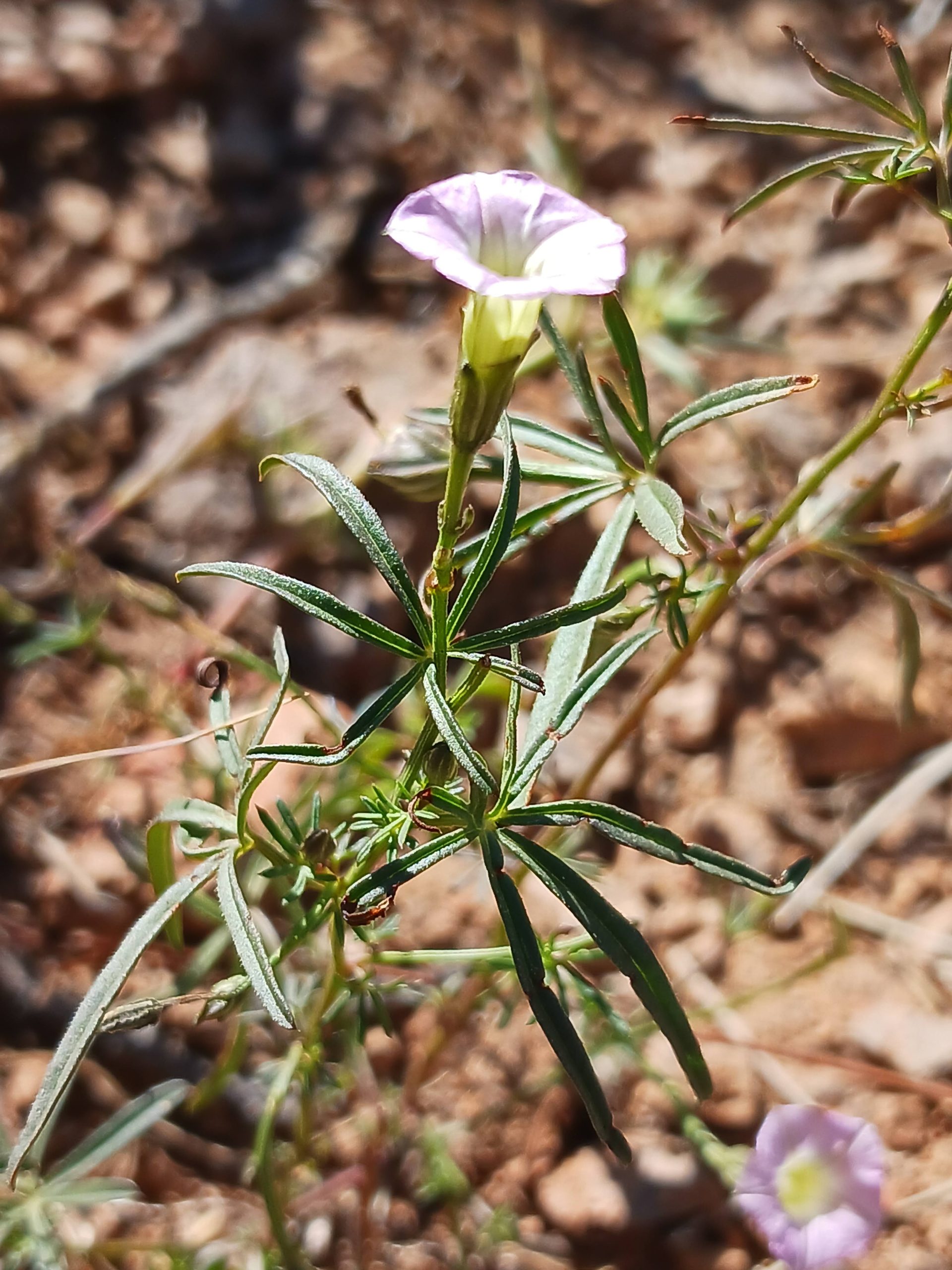 Ipomoea costellata