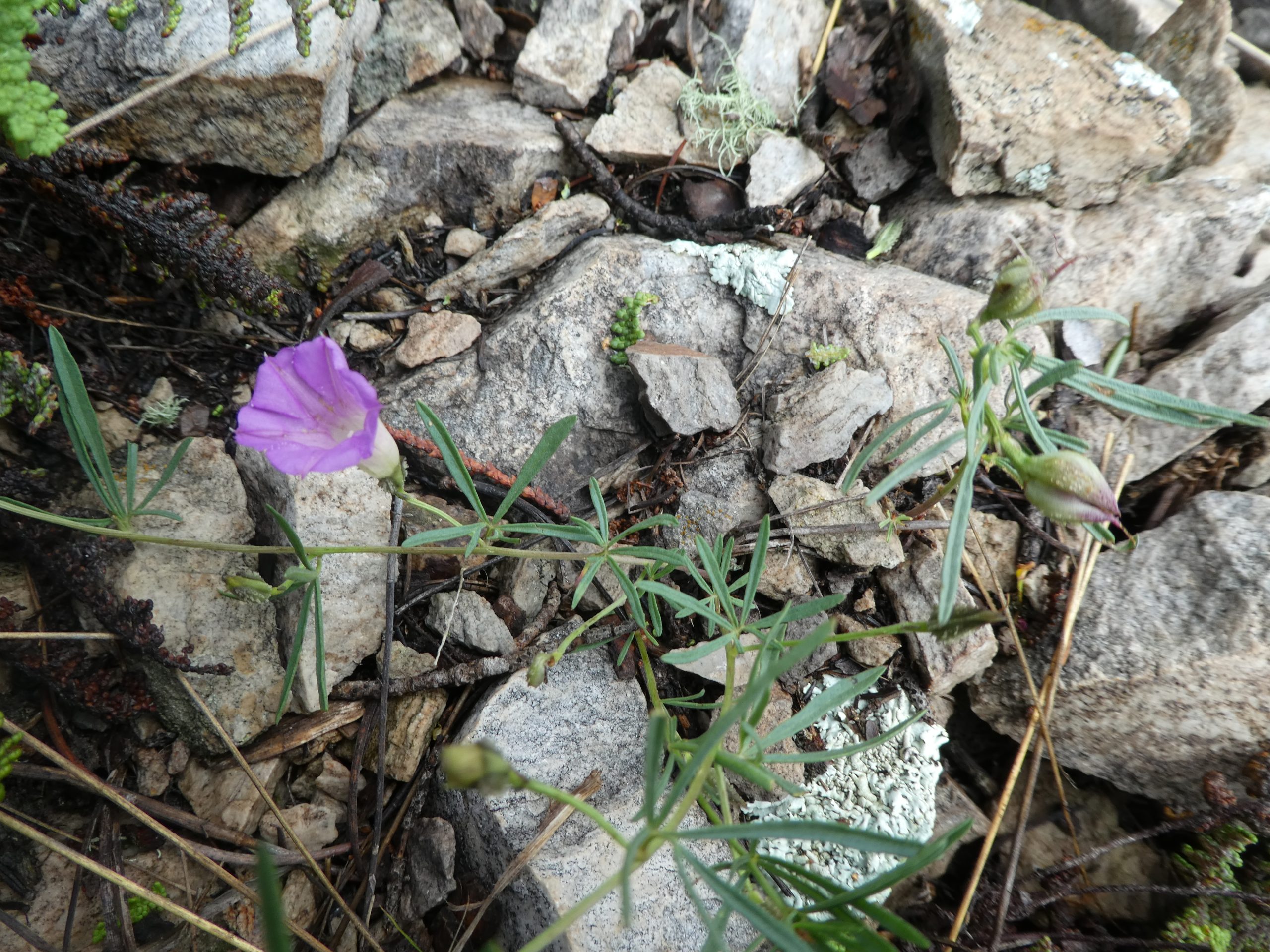 Ipomoea plummerae