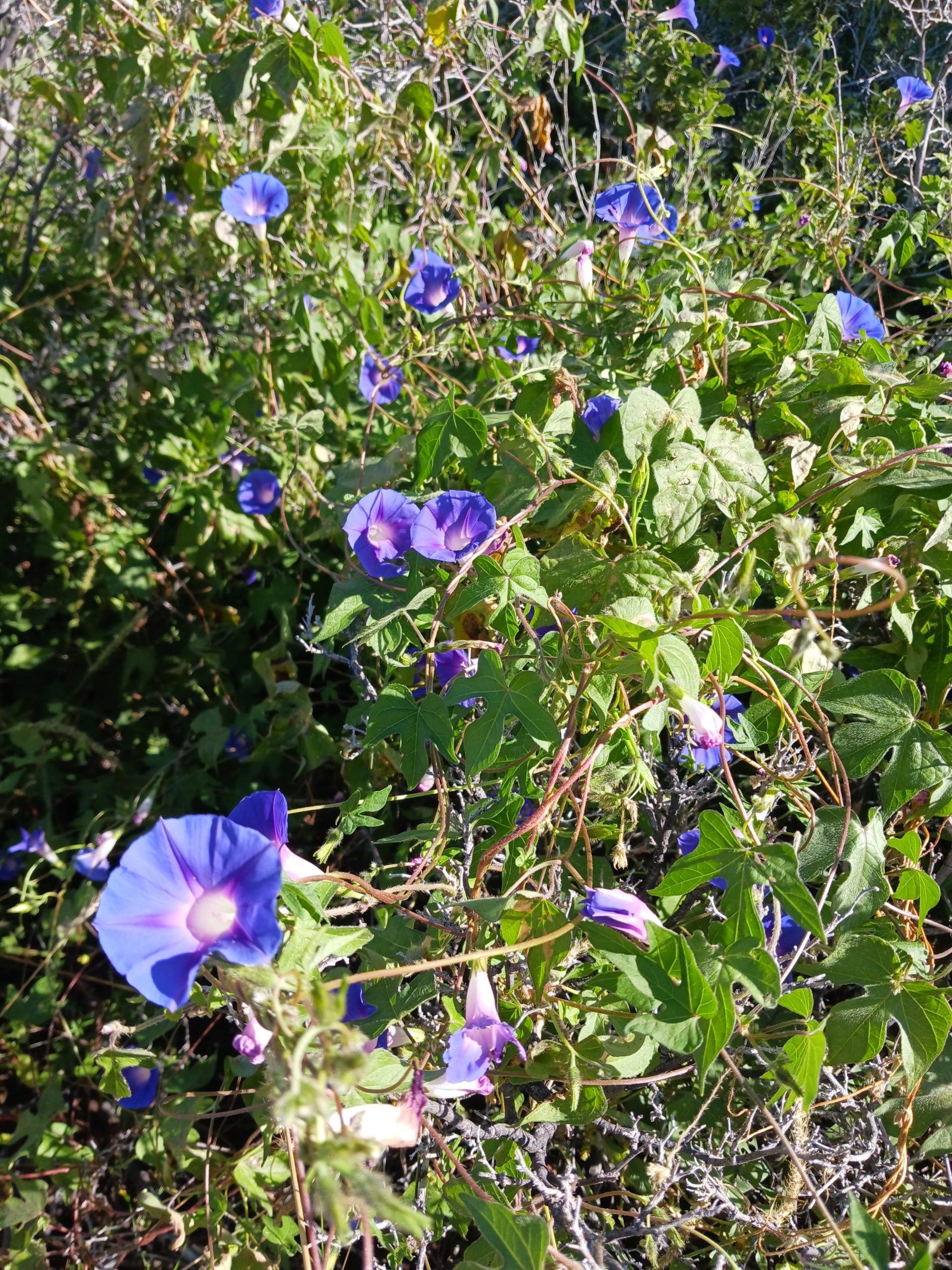Ipomoea pubescens