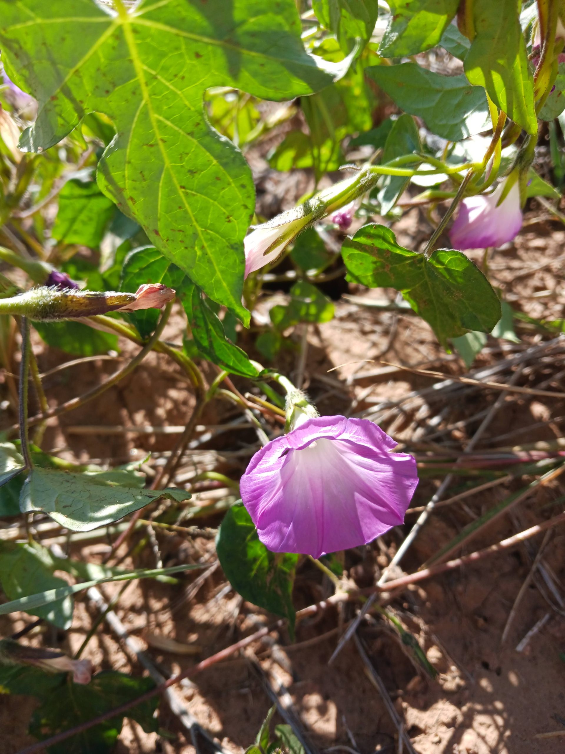 Ipomoea purpurea