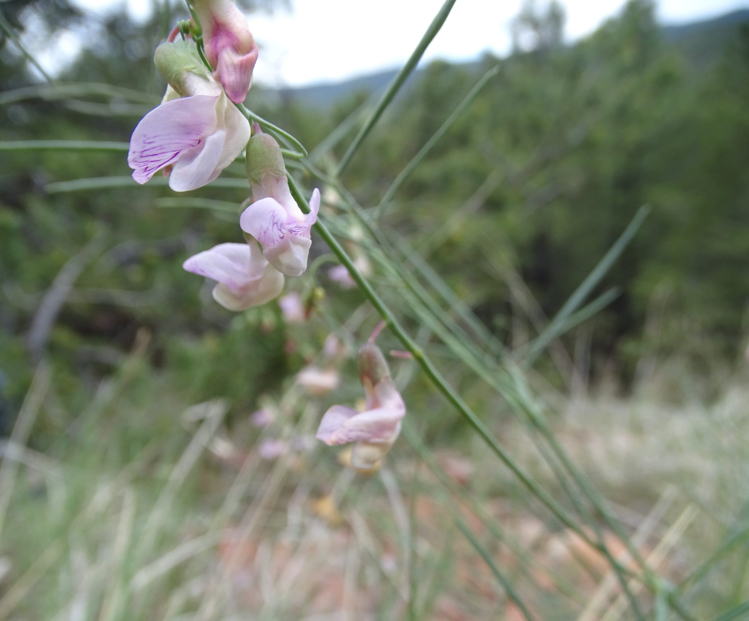 Lathyrus graminifolius