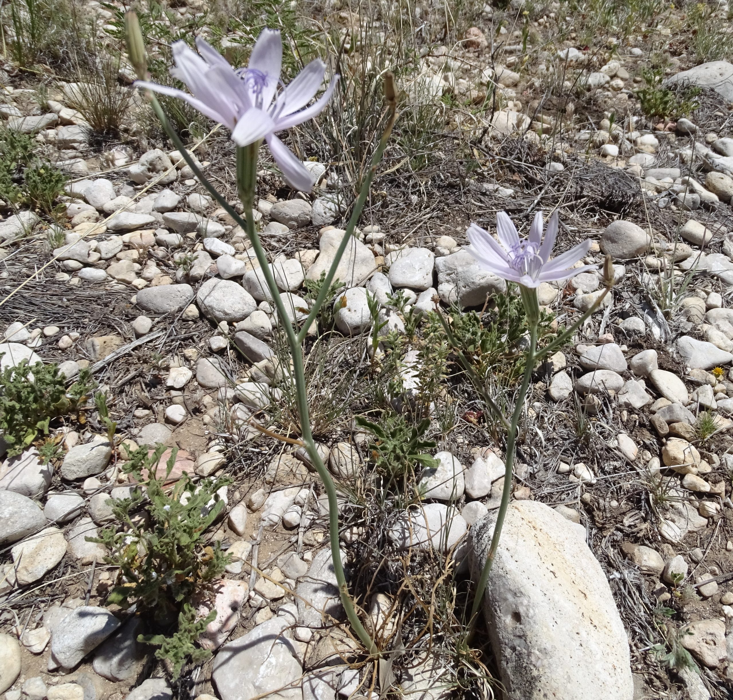 Lygodesmia texana