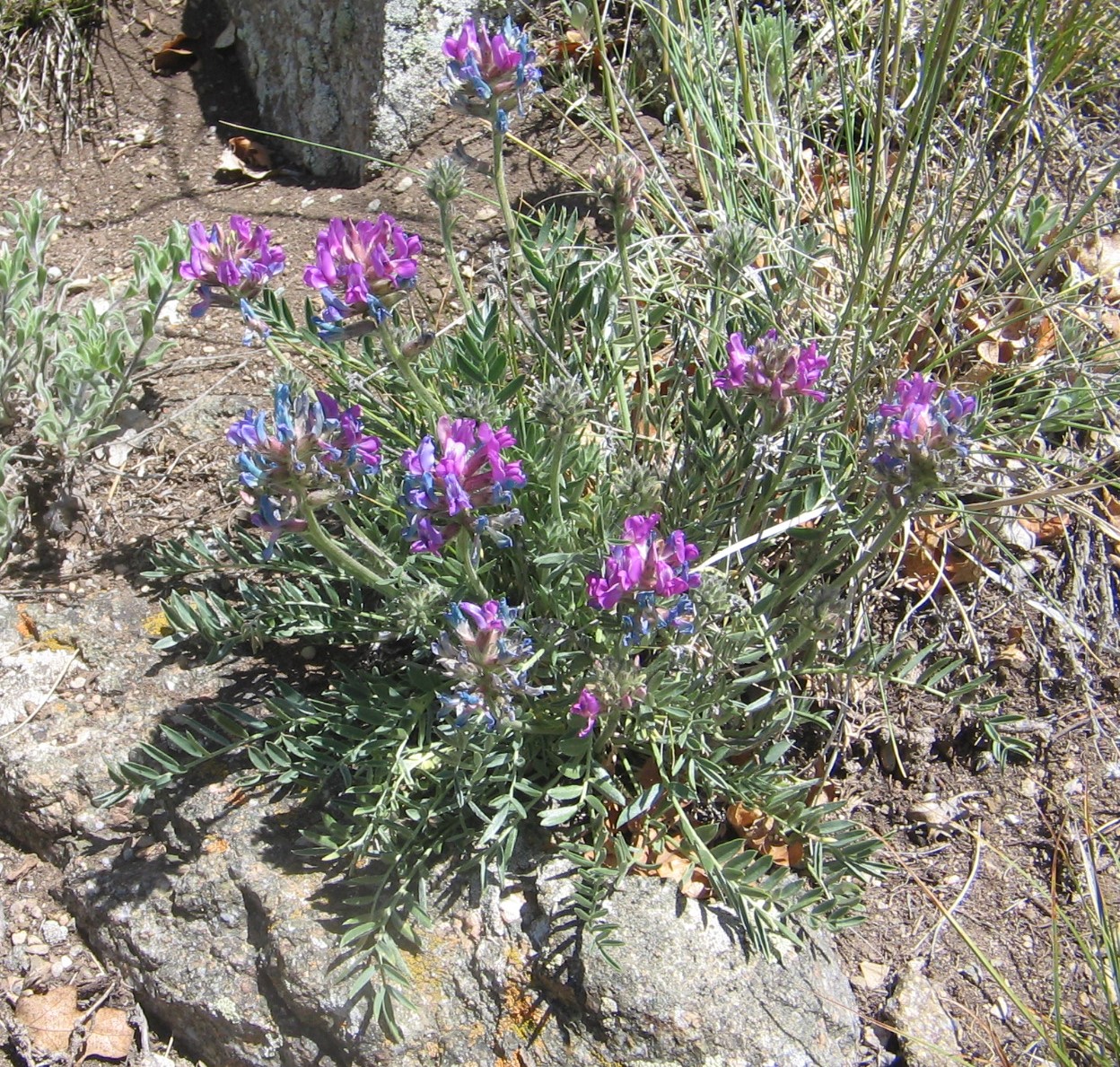 Oxytropis lambertii