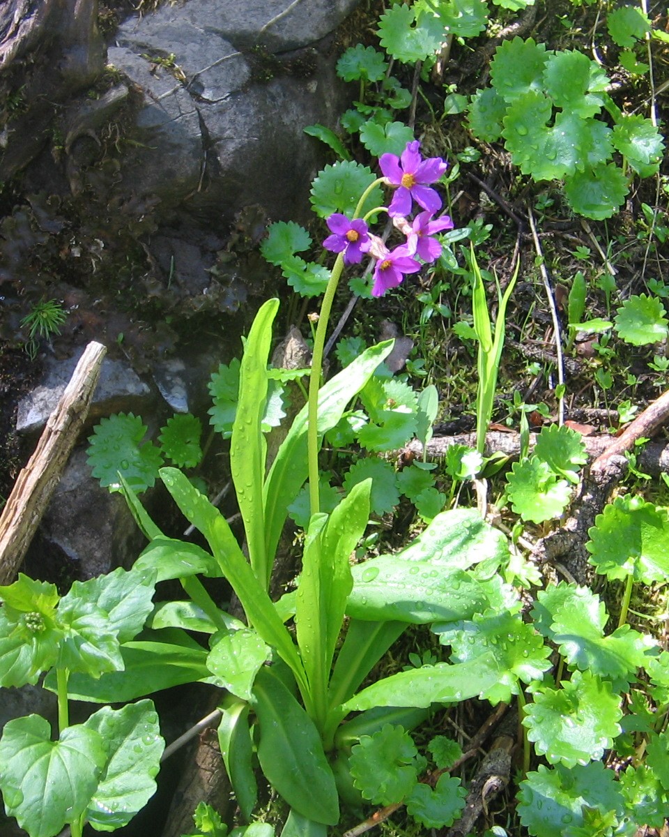 Primula parryi
