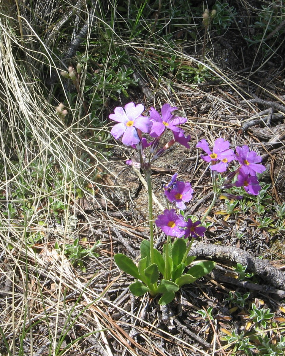 Primula rusbyi