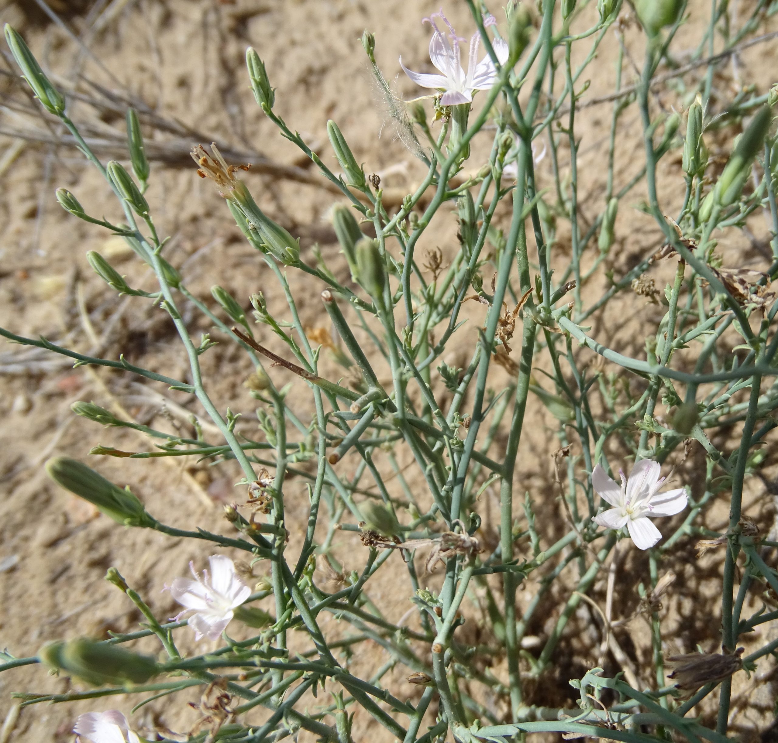 Stephanomeria pauciflora