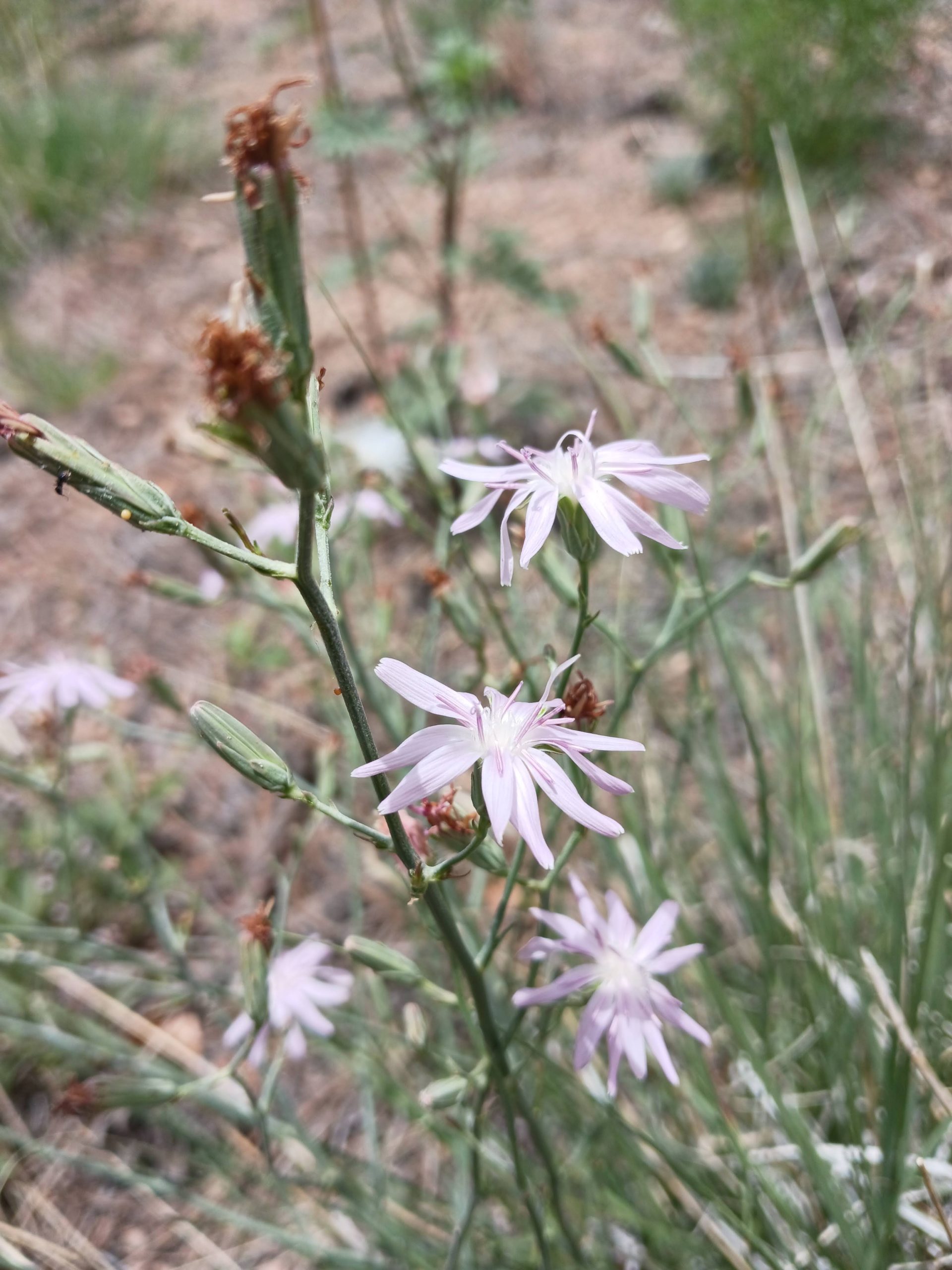 Stephanomeria thurberi