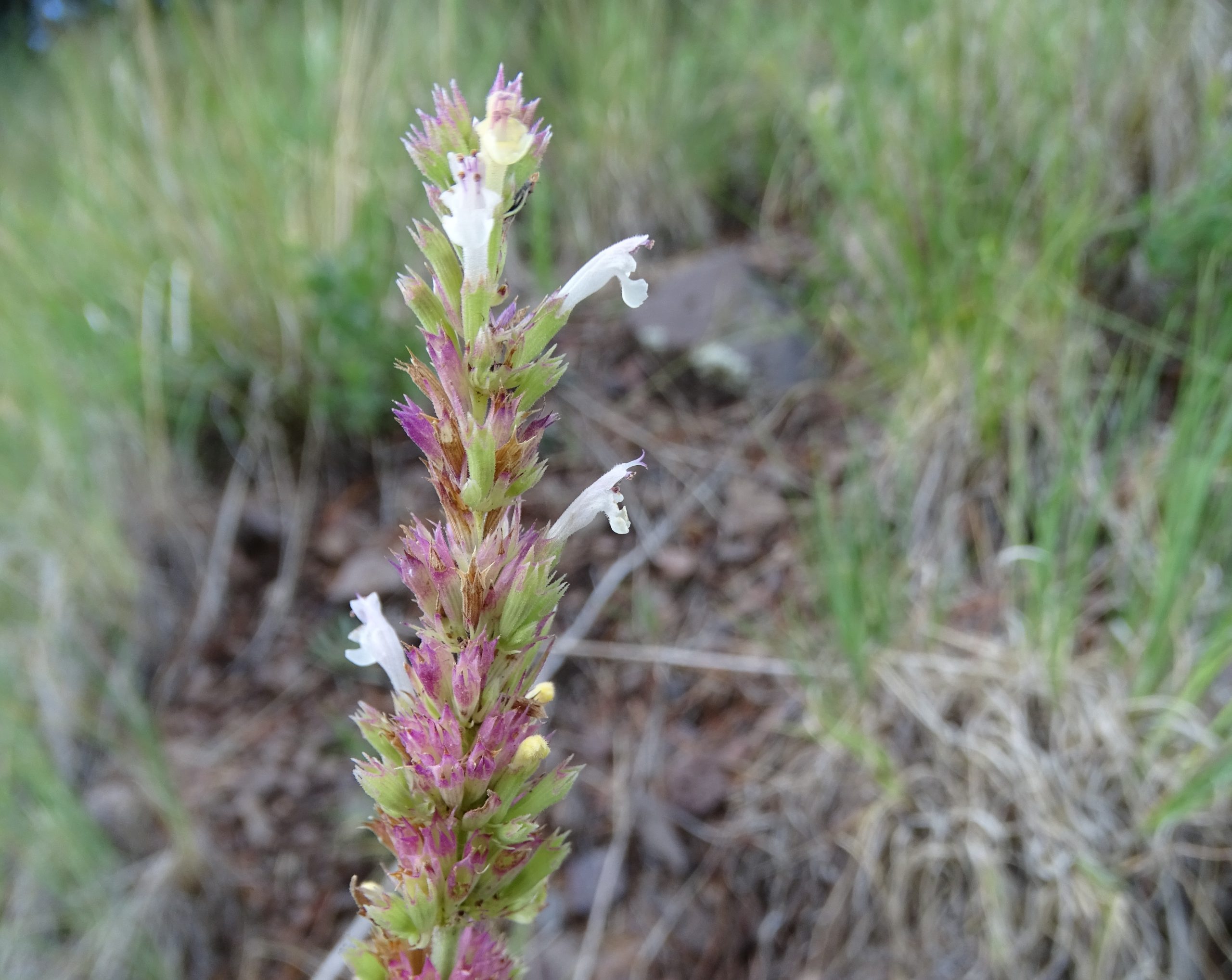 Agastache micrantha
