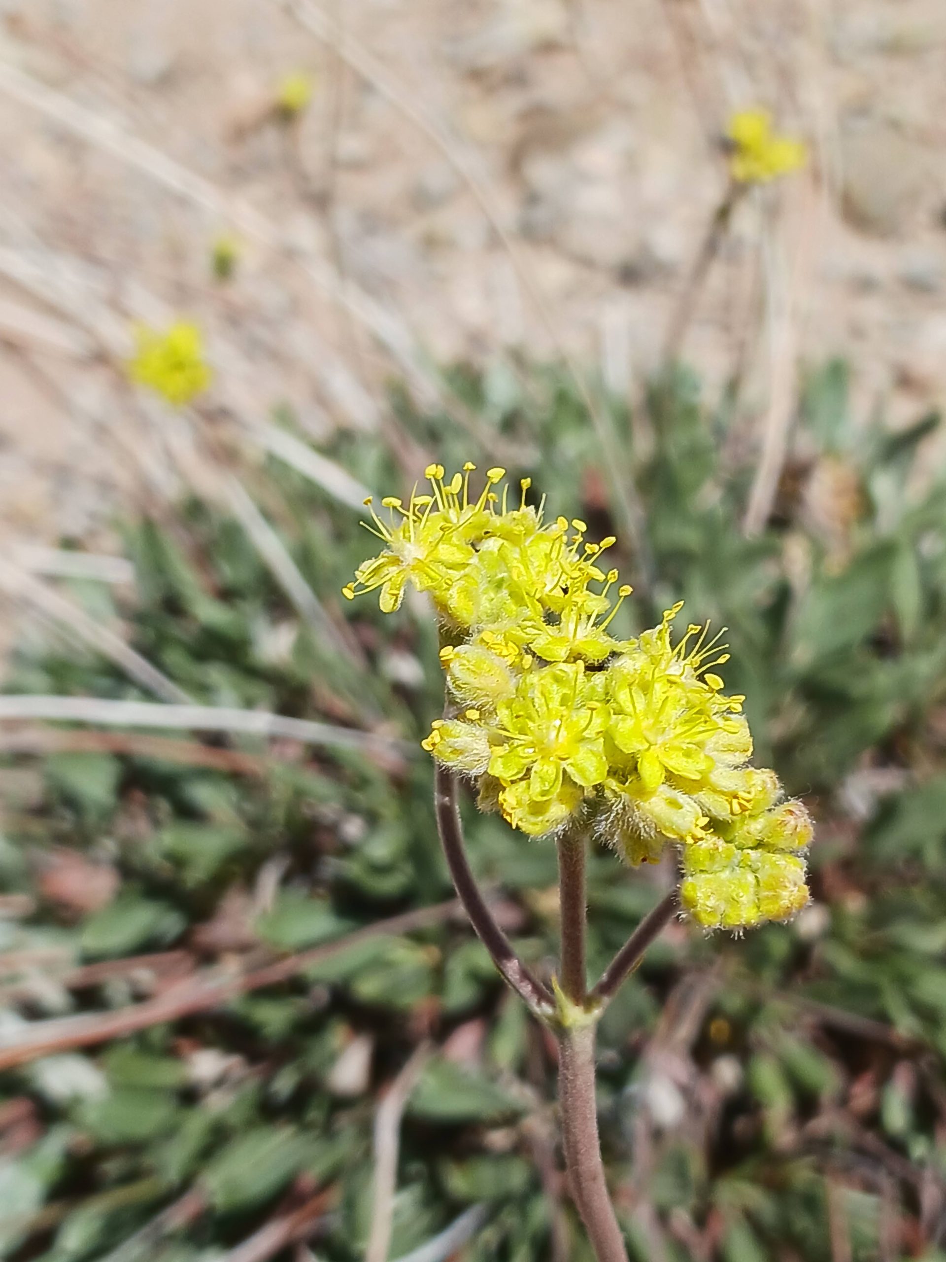 Eriogonum lachnogynum