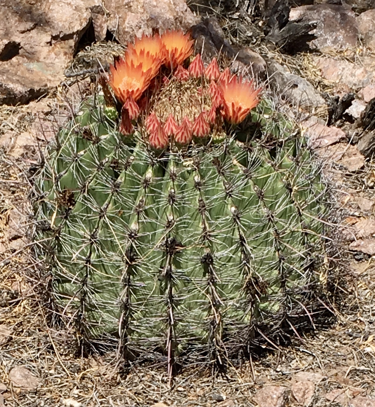 Ferocactus wislizenii