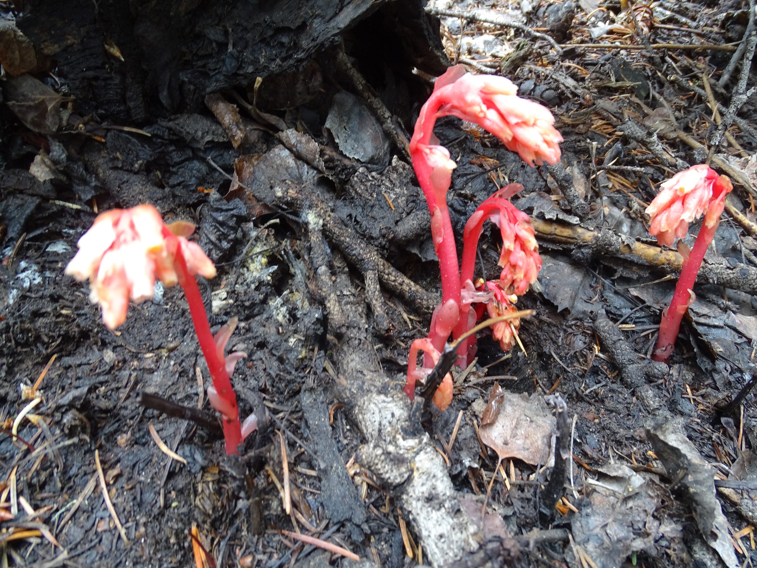 Hypopitys monotropa