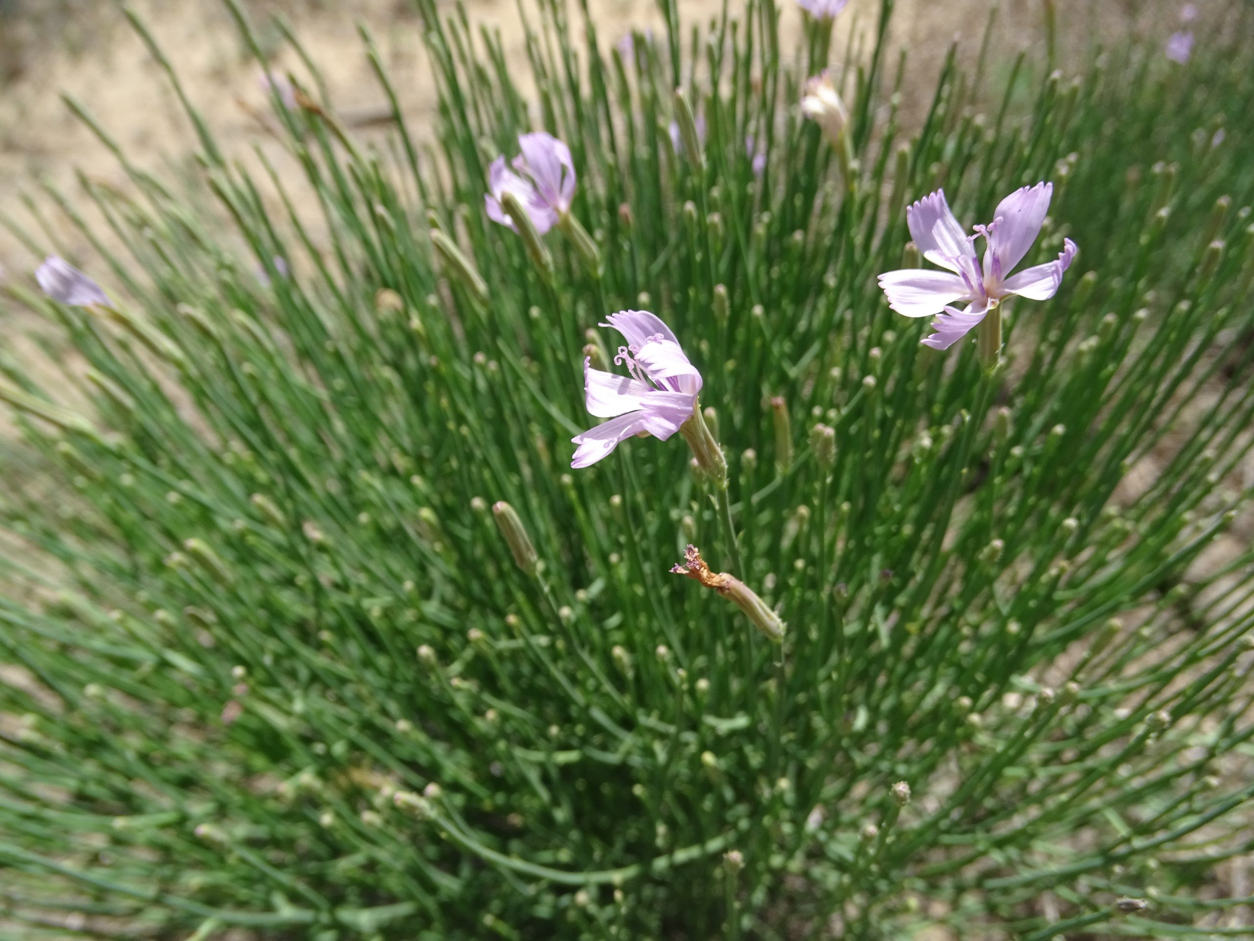 Lygodesmia juncea