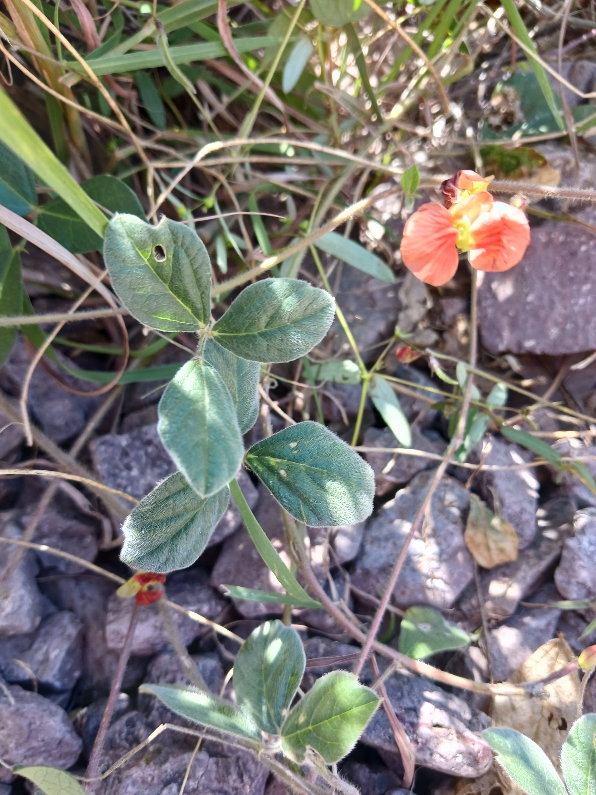 Macroptilium gibbosifolium