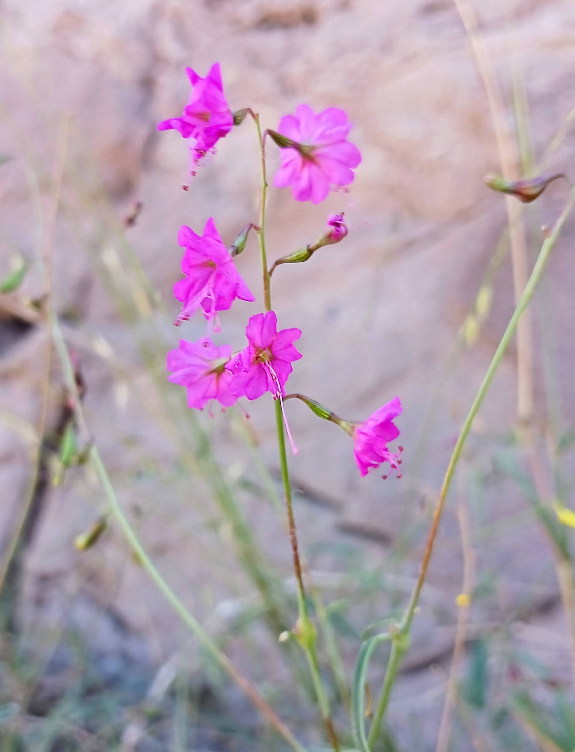 Mirabilis coccinea