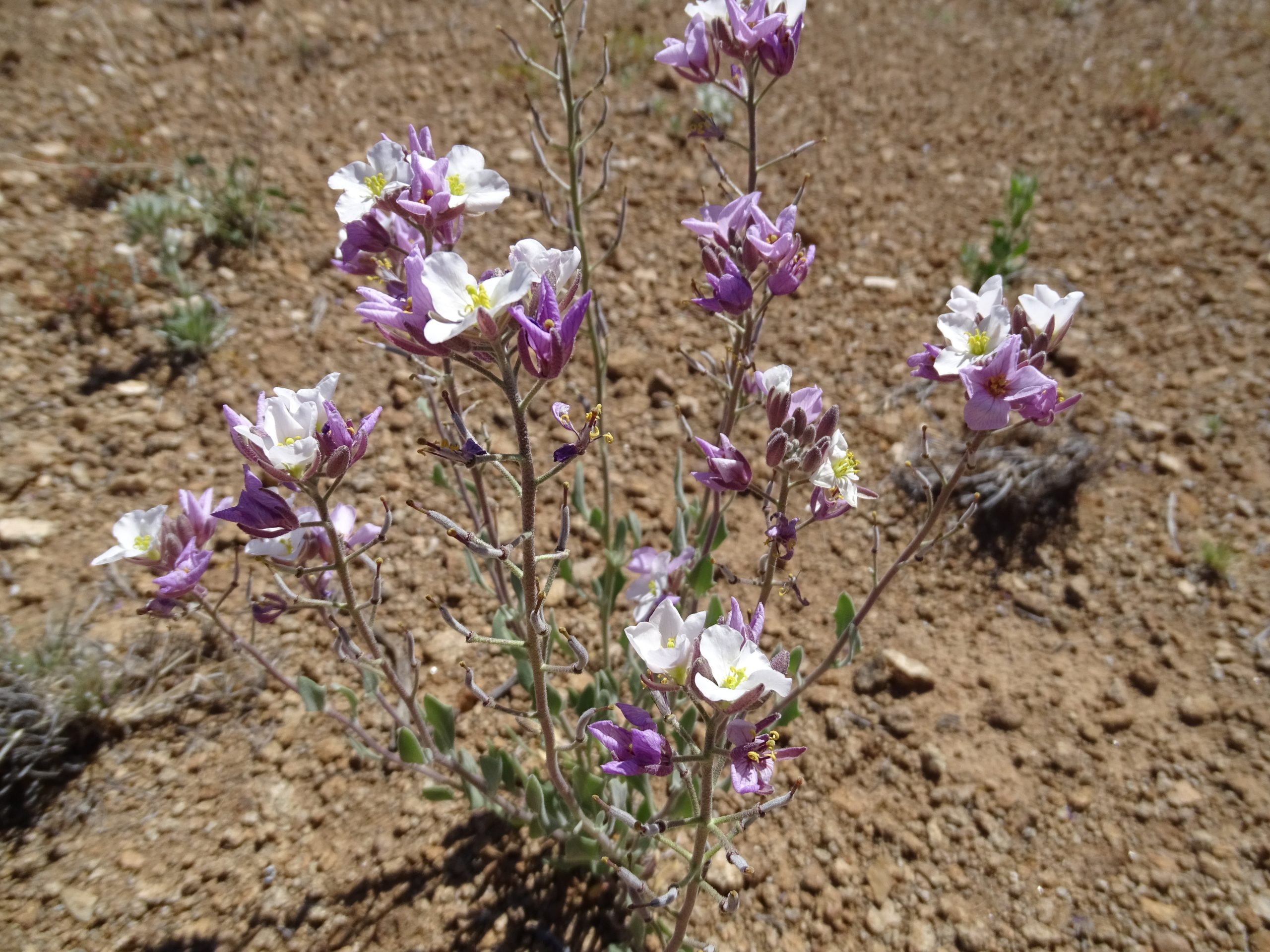 Nerisyrenia camporum