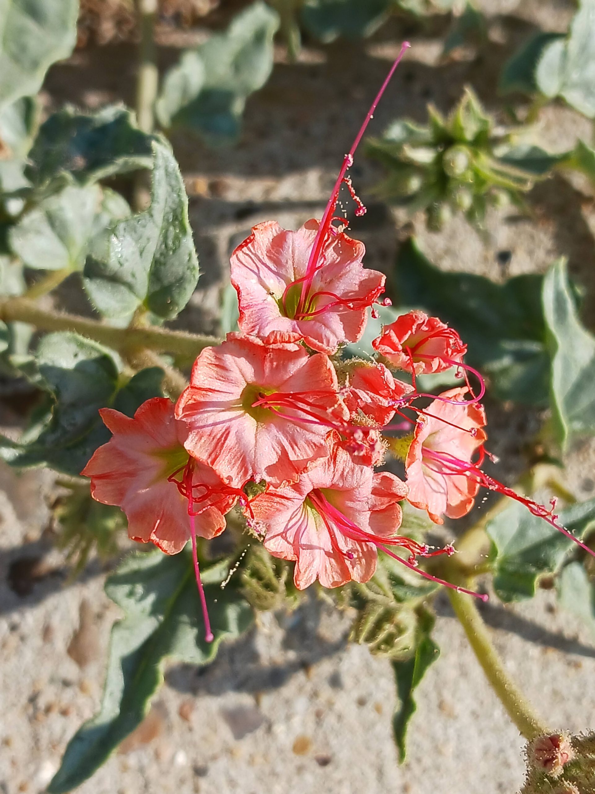 Nyctaginia capitata