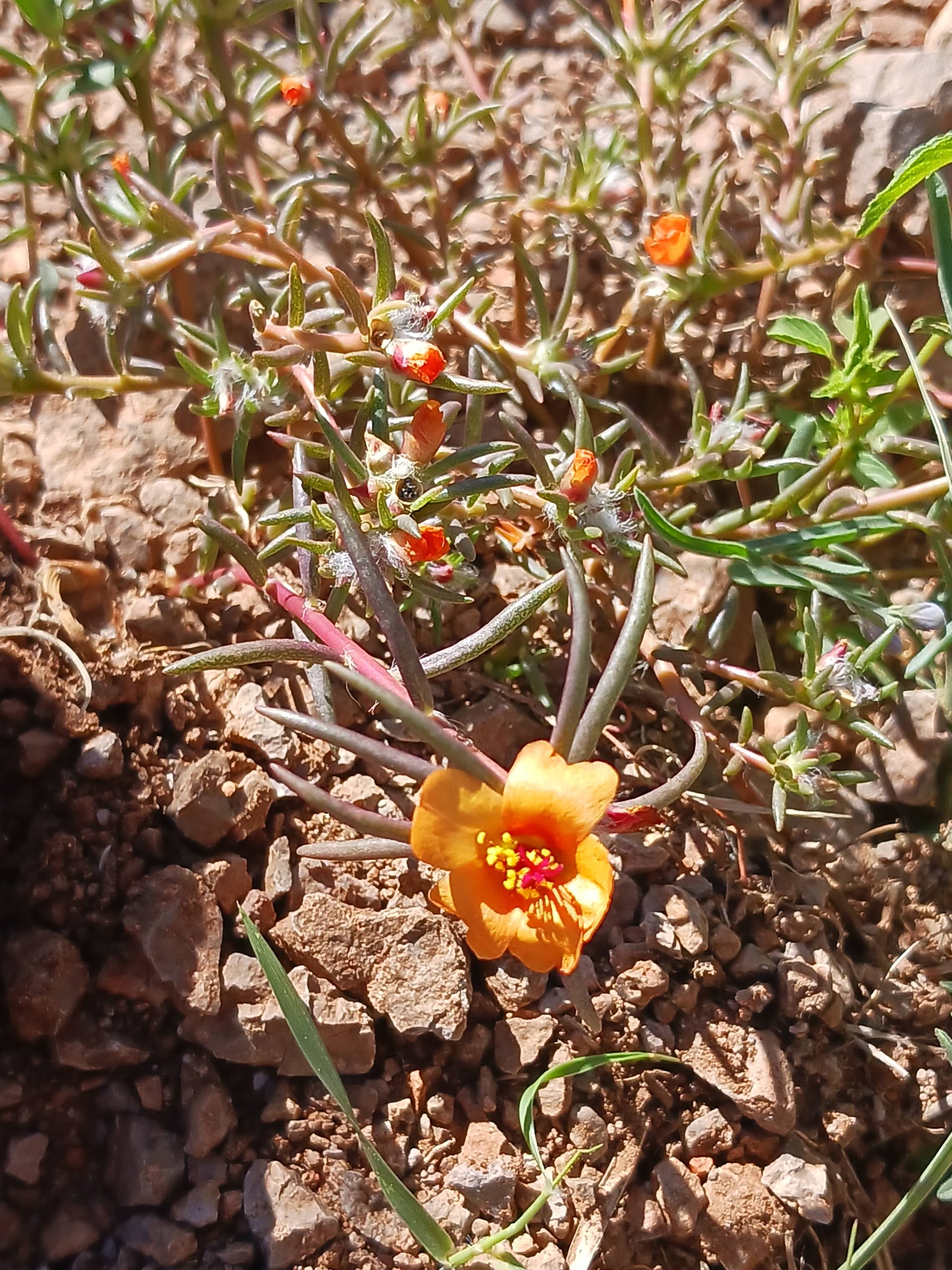 Portulaca suffrutescens
