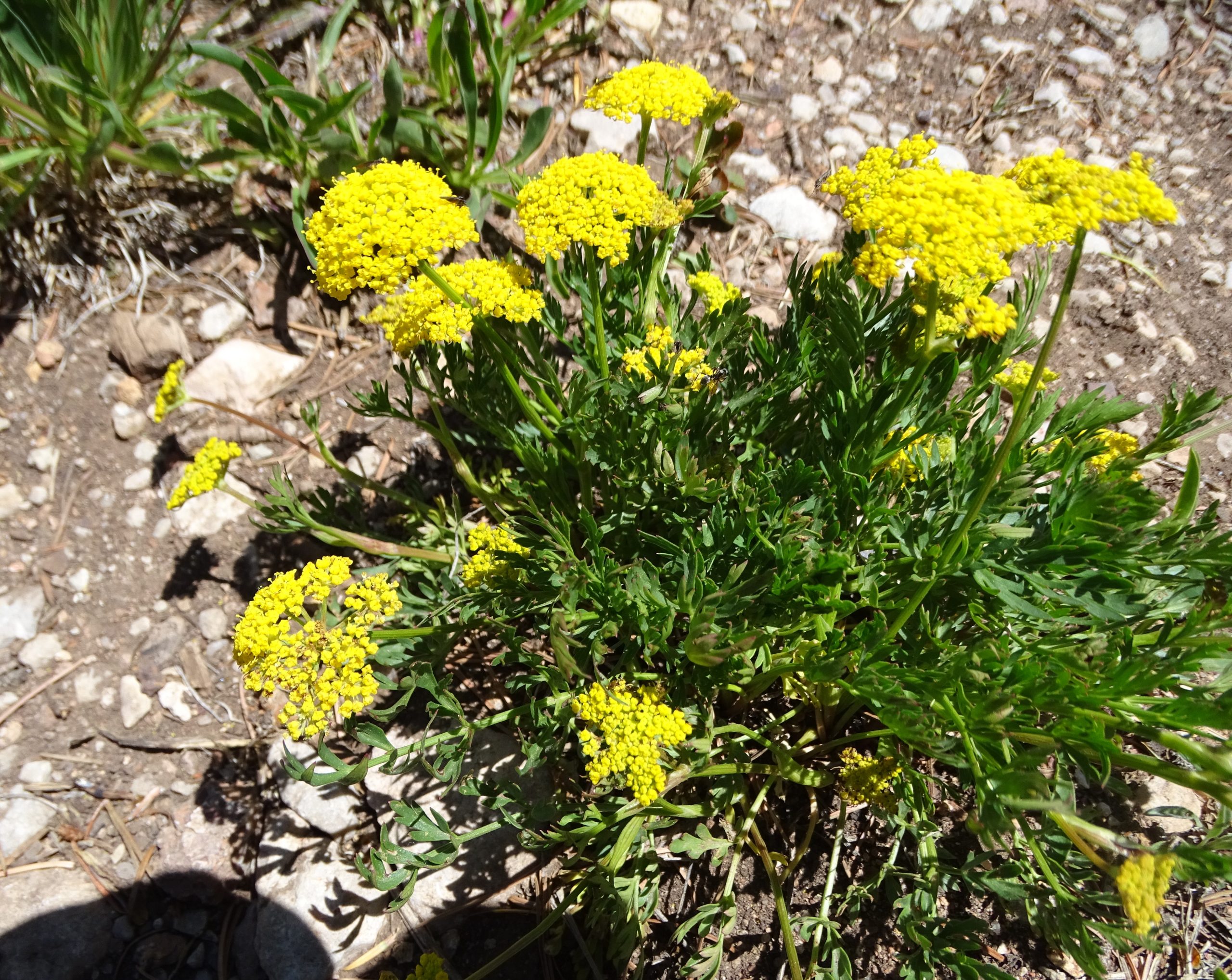 Cymopterus lemmonii