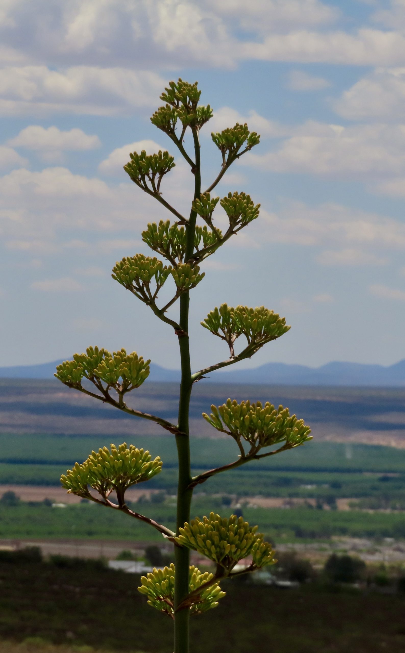 Agave parryi