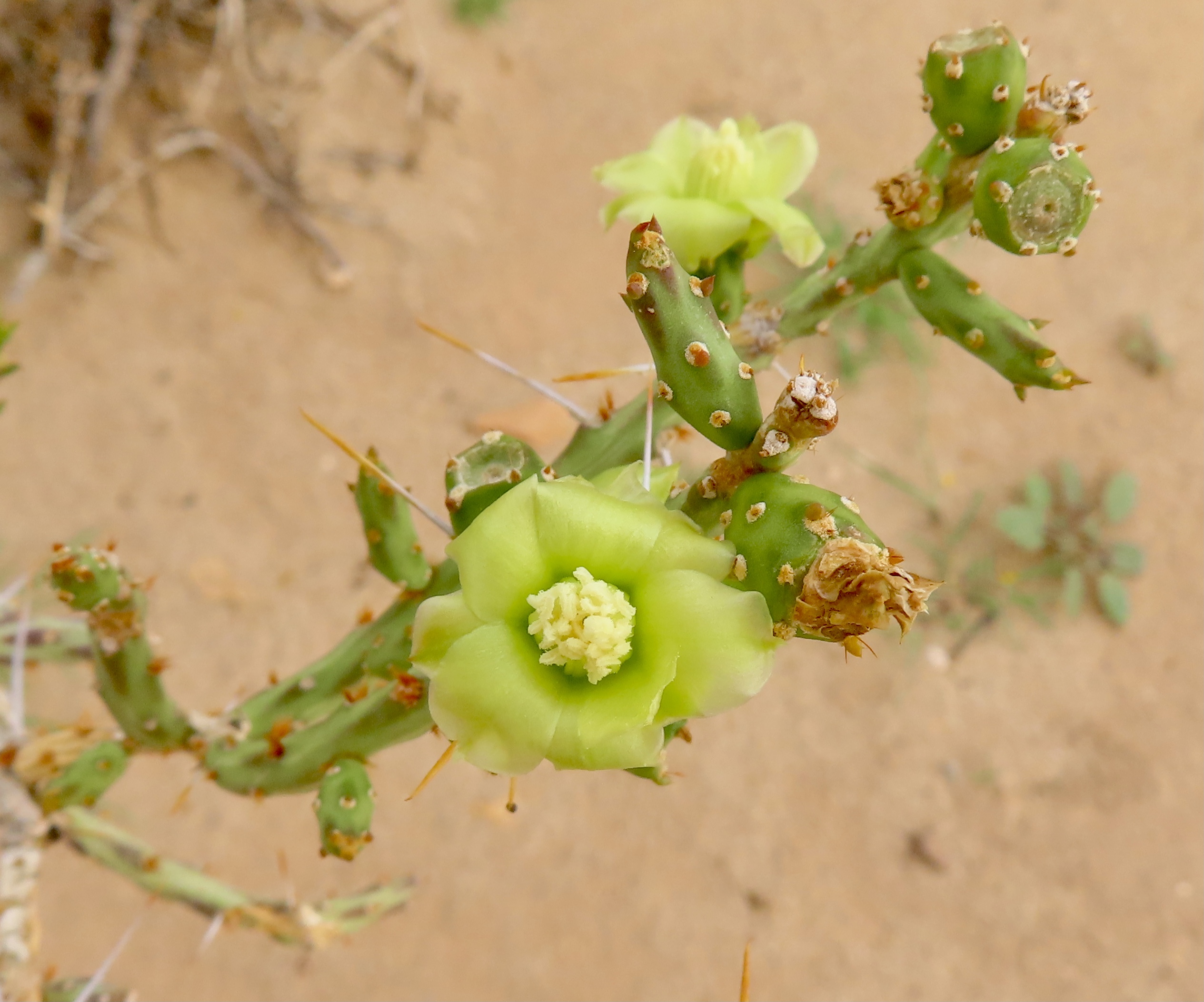 Cylindropuntia leptocaulis
