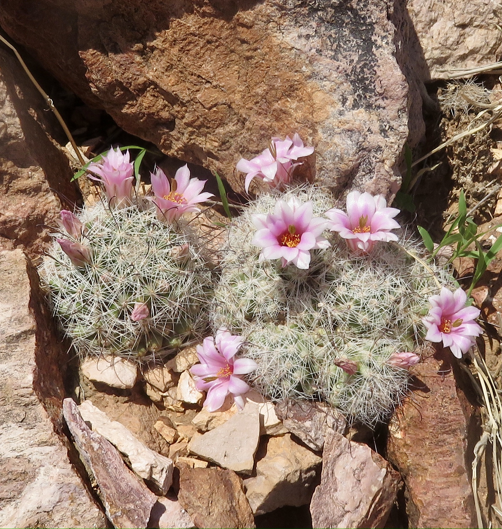 Mammillaria grahamii