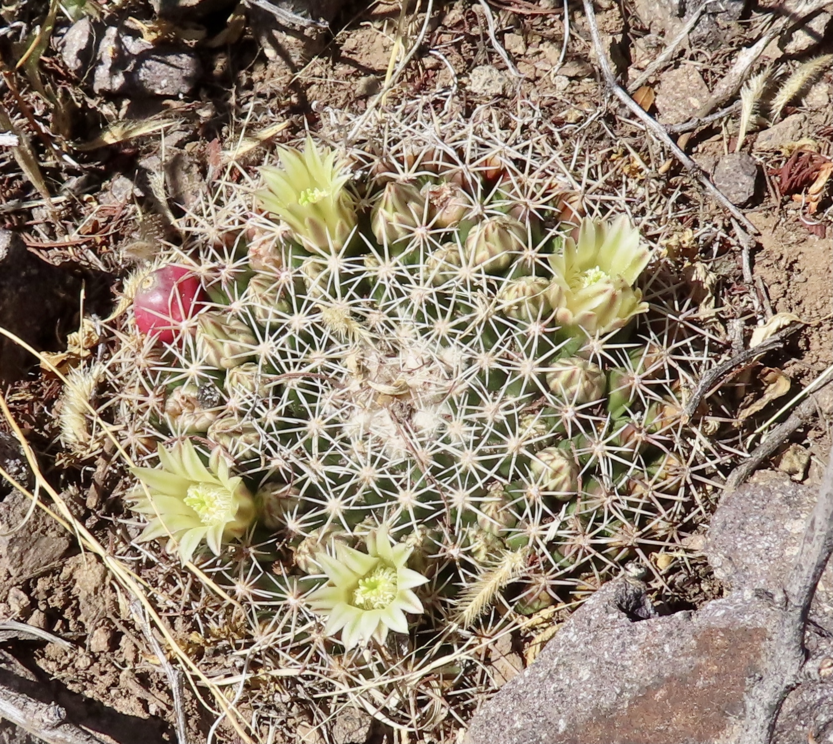 Mammillaria meiacantha