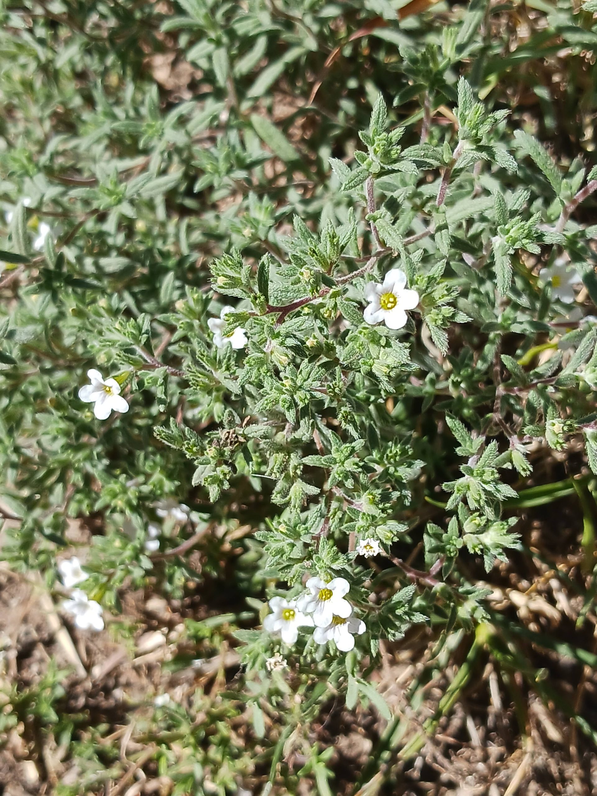 Nama xylopodum