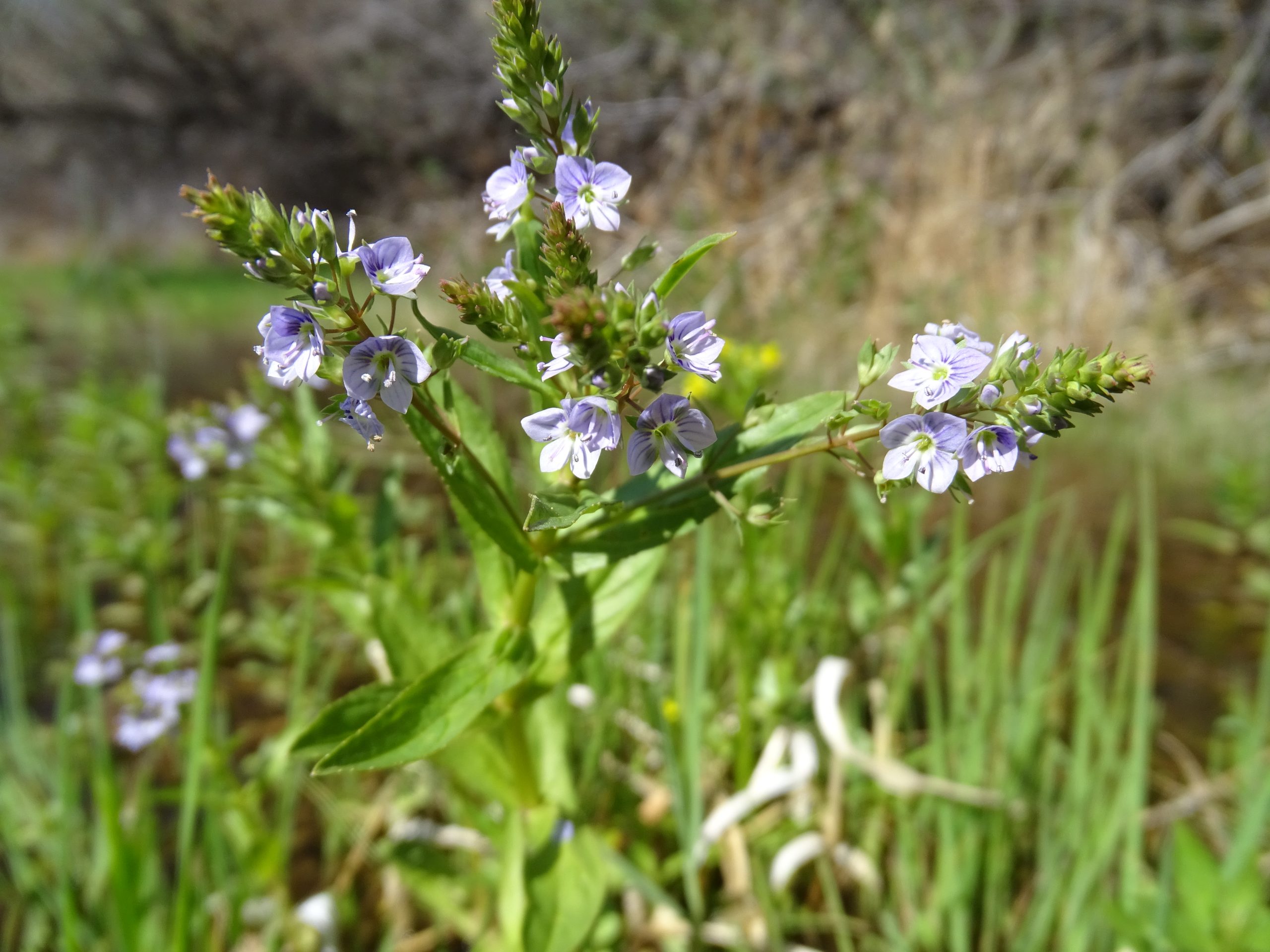 Veronica anagallis-aquatica