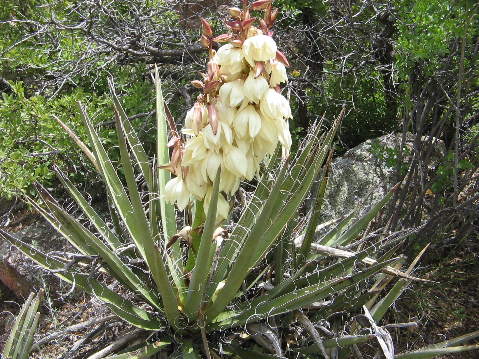Yucca baccata