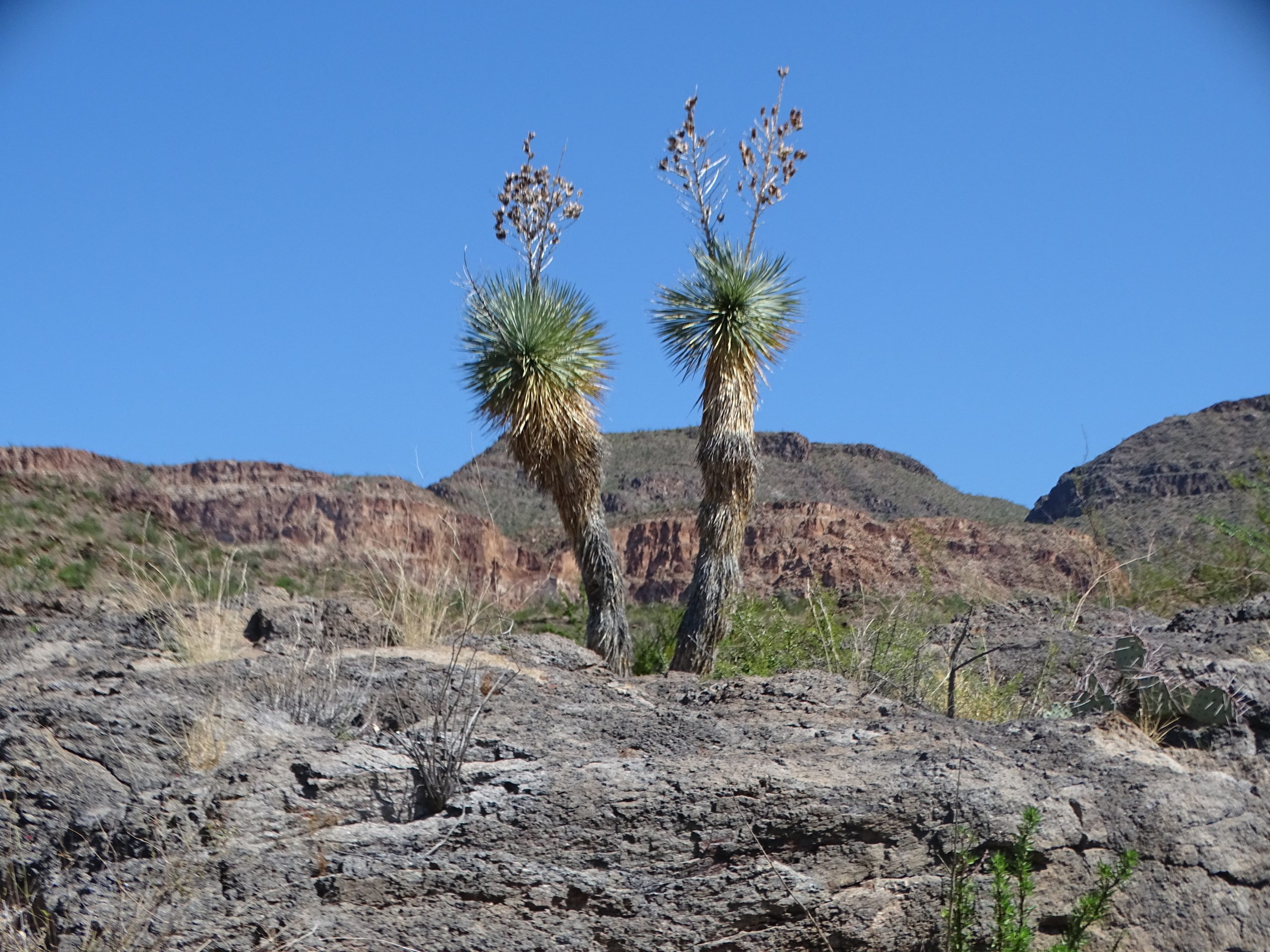 Yucca elata