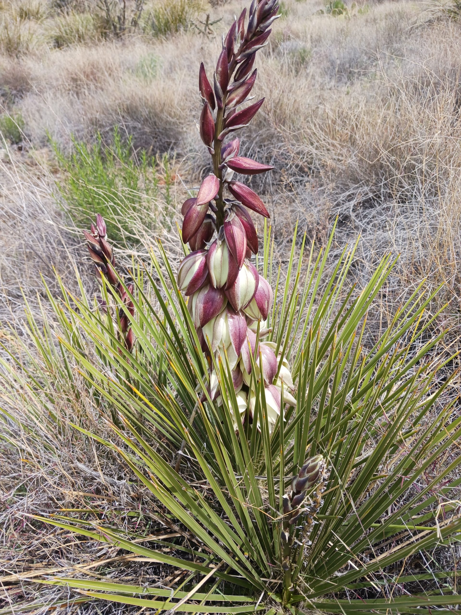 Yucca glauca