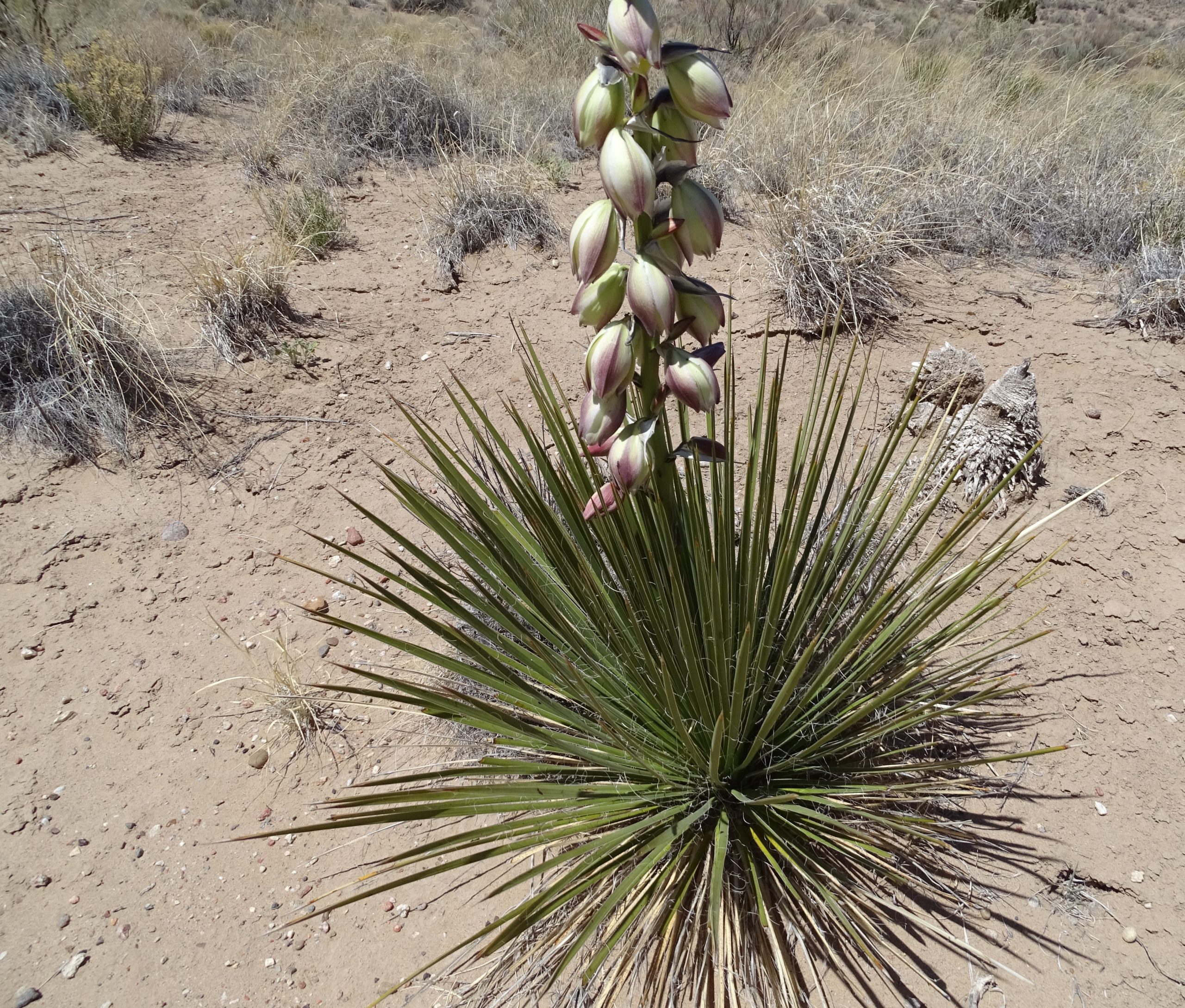Yucca intermedia
