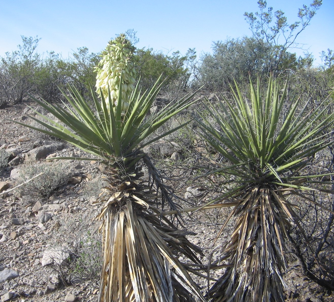 Yucca torreyi