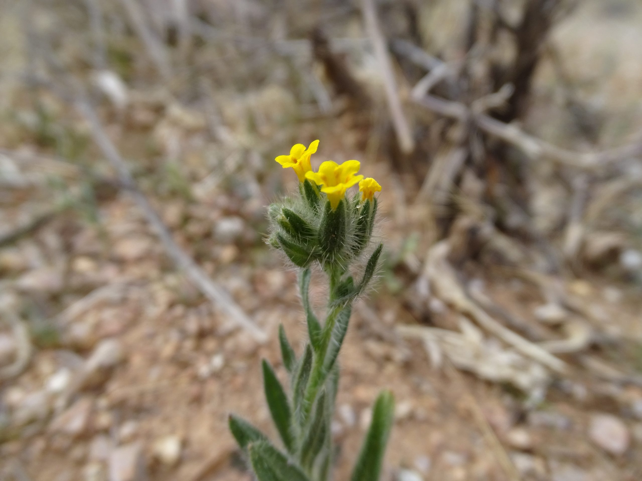 Amsinckia tesselata