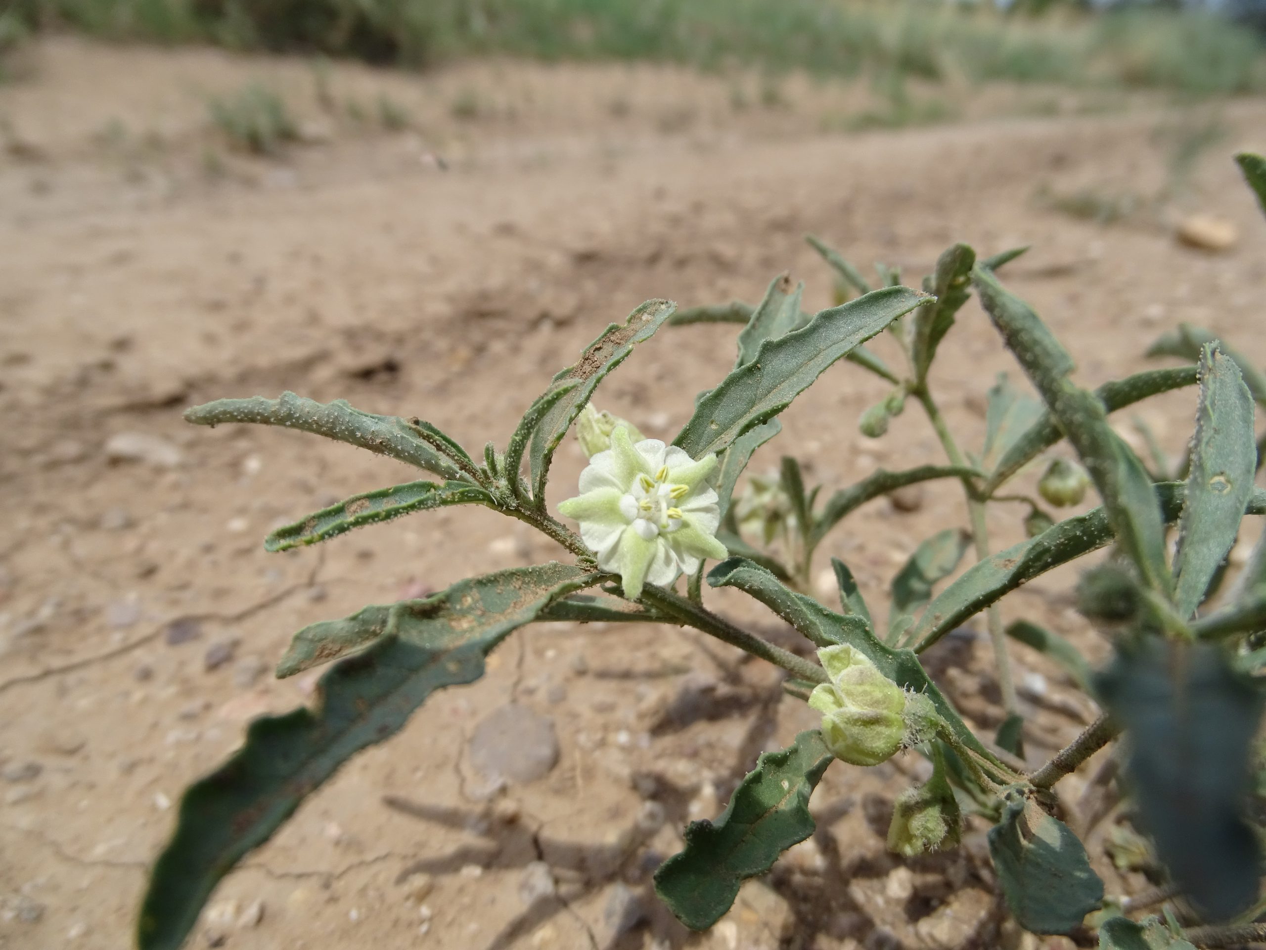 Chamaesaracha coronopus