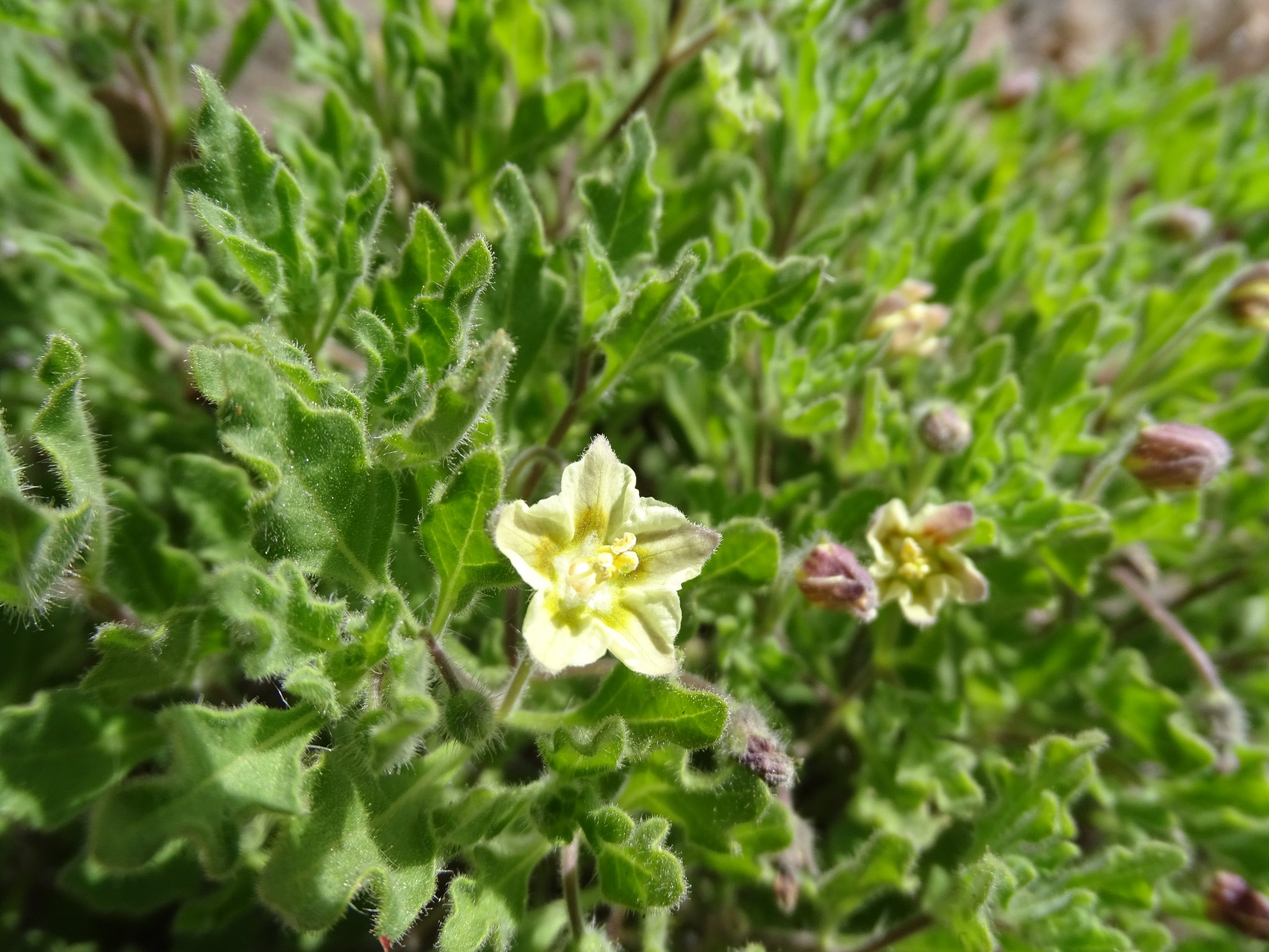 Chamaesaracha sordida
