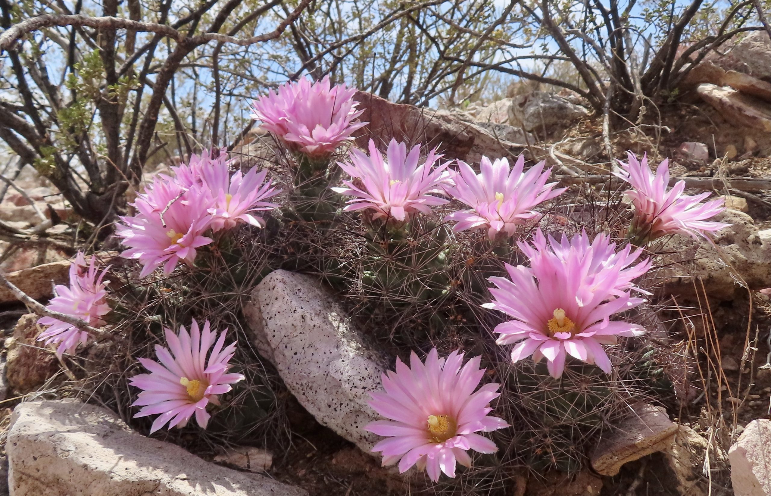 Coryphantha macromeris