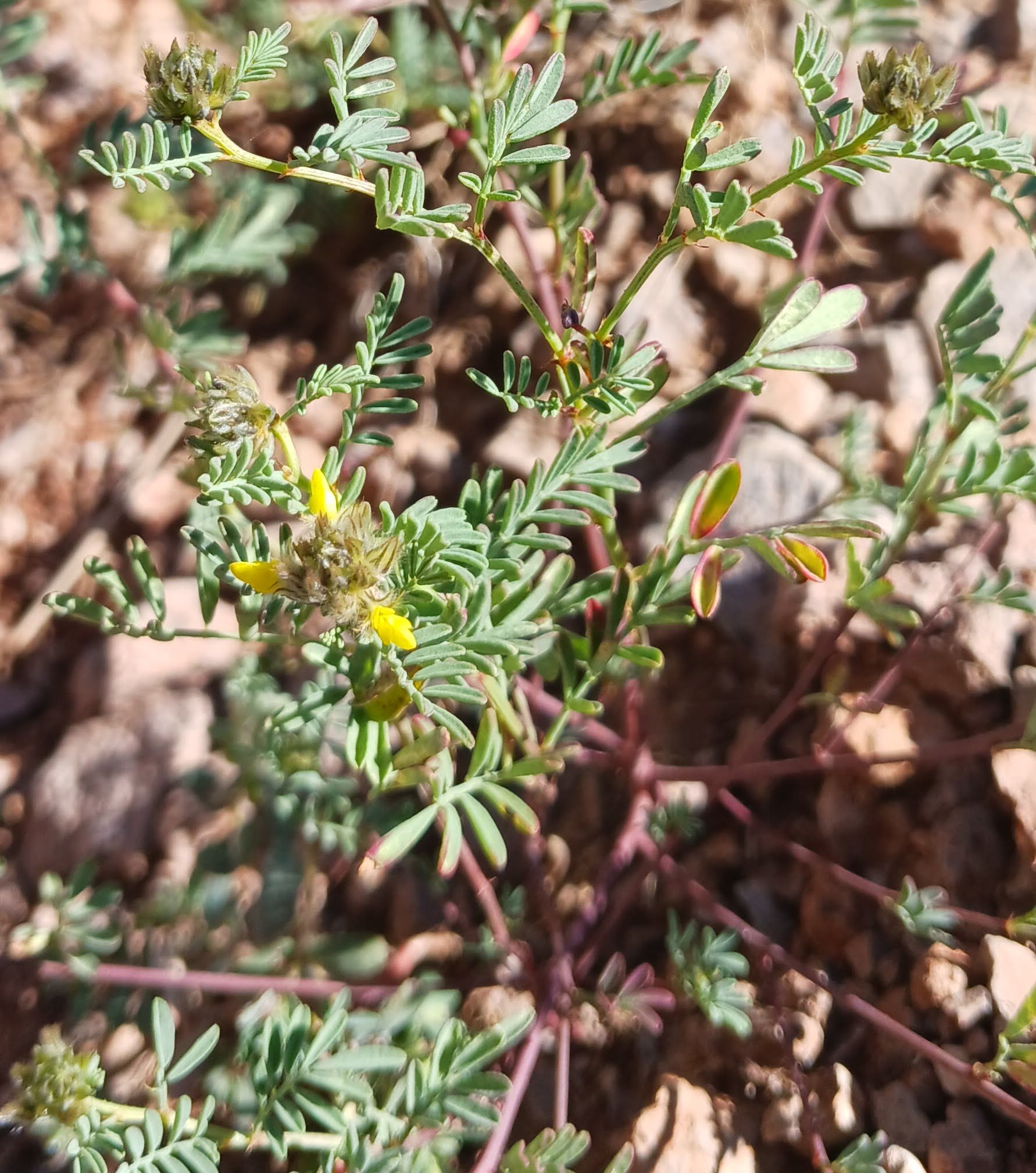 Dalea nana
