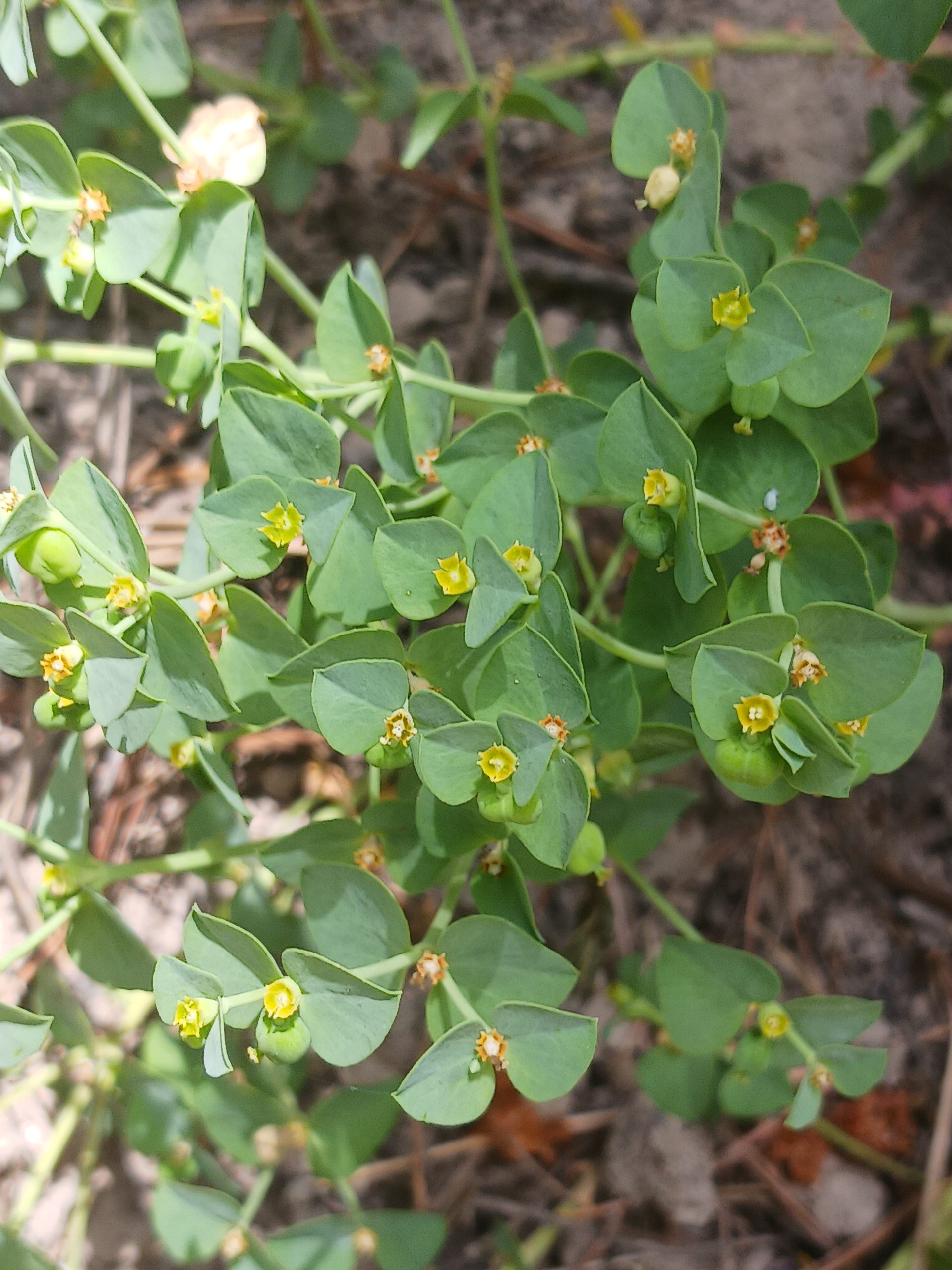 Euphorbia brachycera