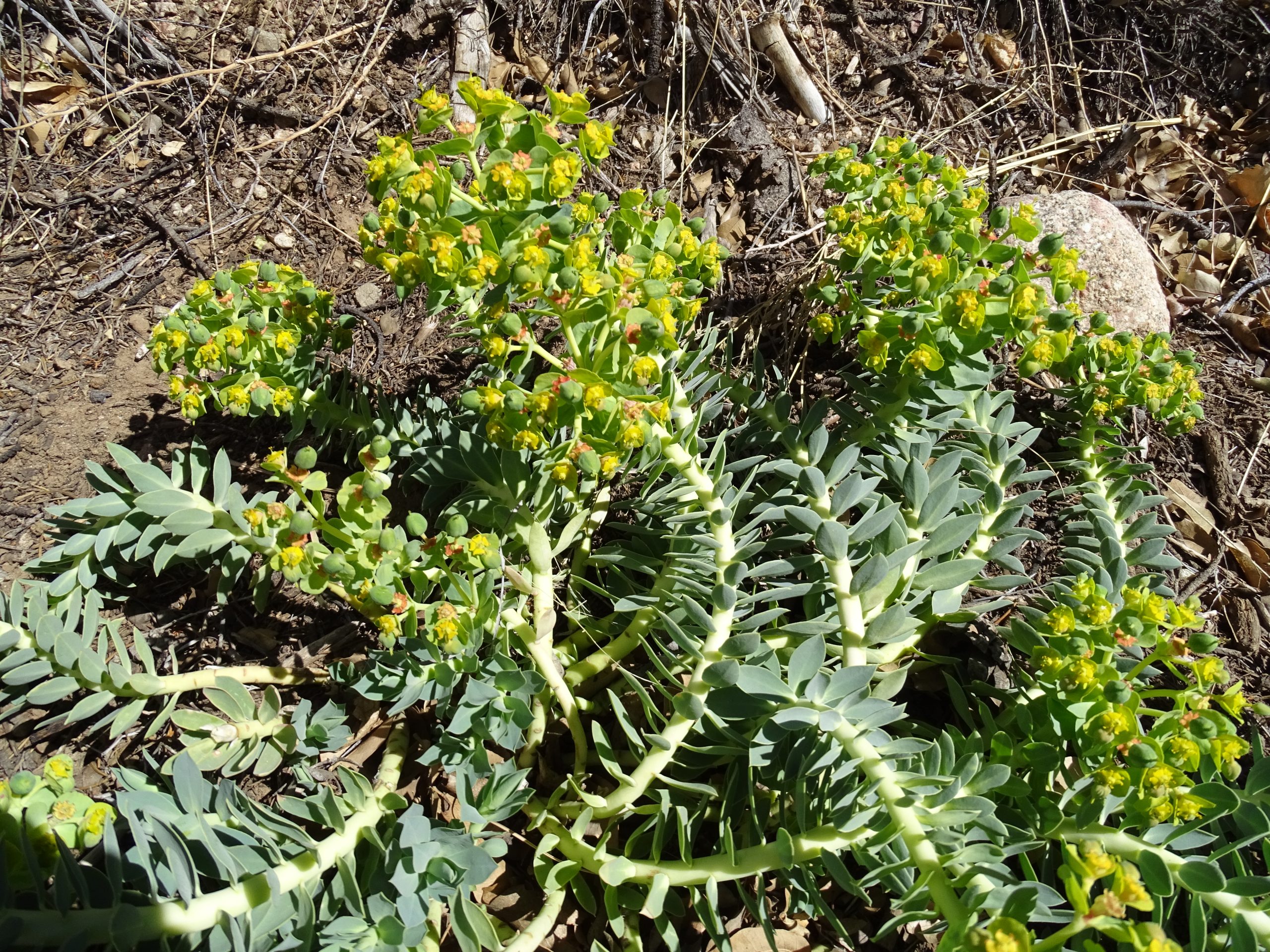 Euphorbia myrsinites