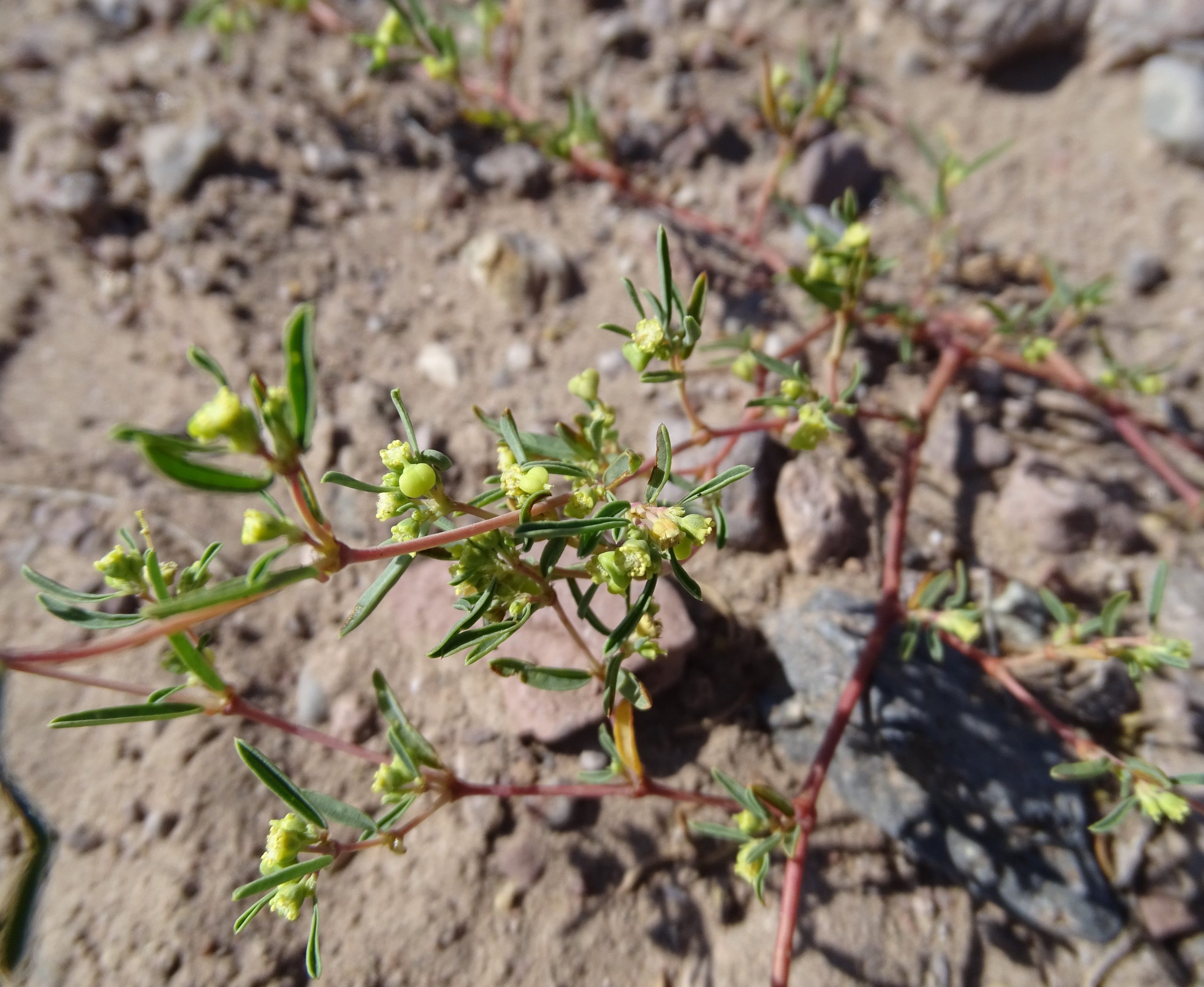 Euphorbia parryi