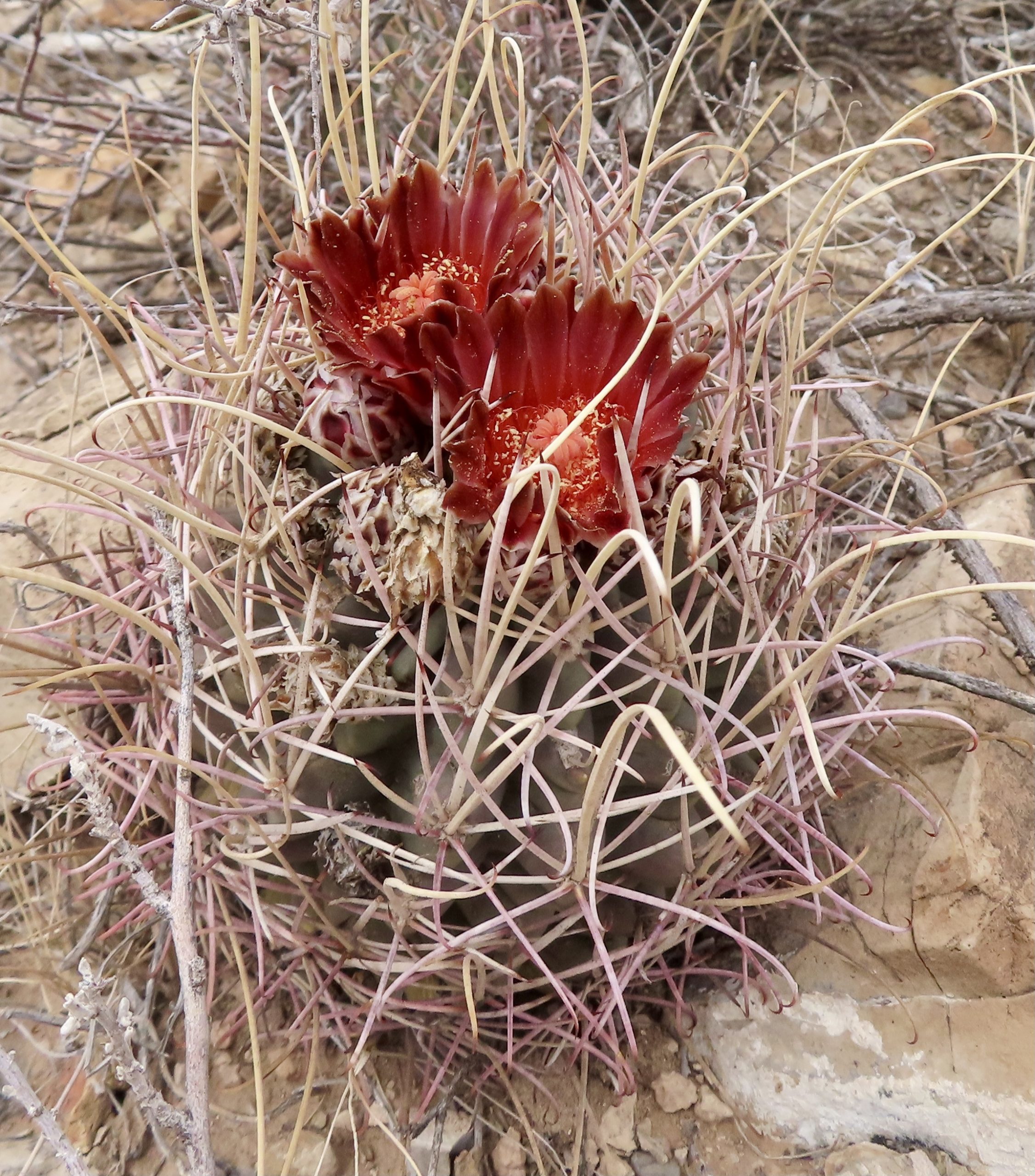 Glandulicactus uncinatus