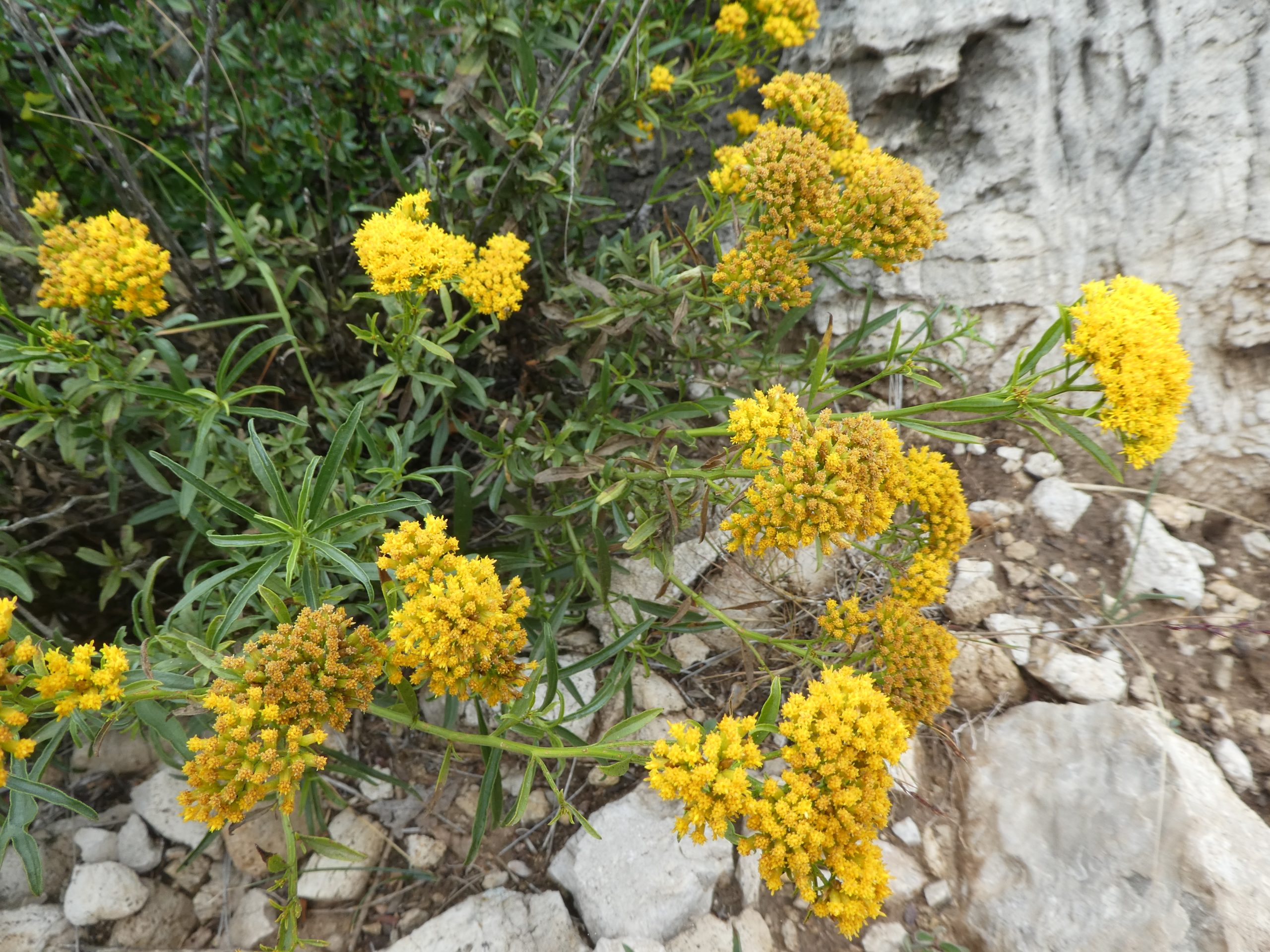 Gymnosperma glutinosum