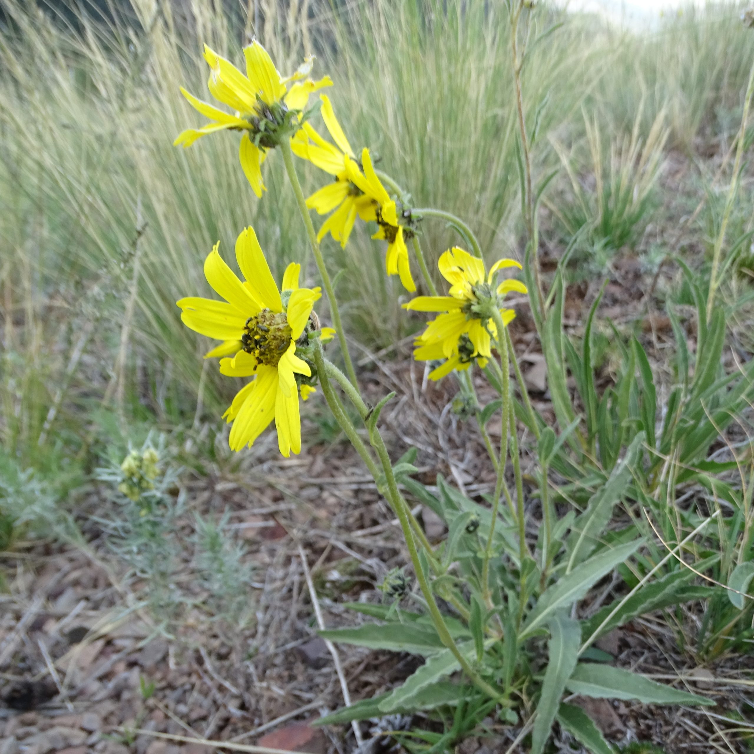 Helianthella parryi