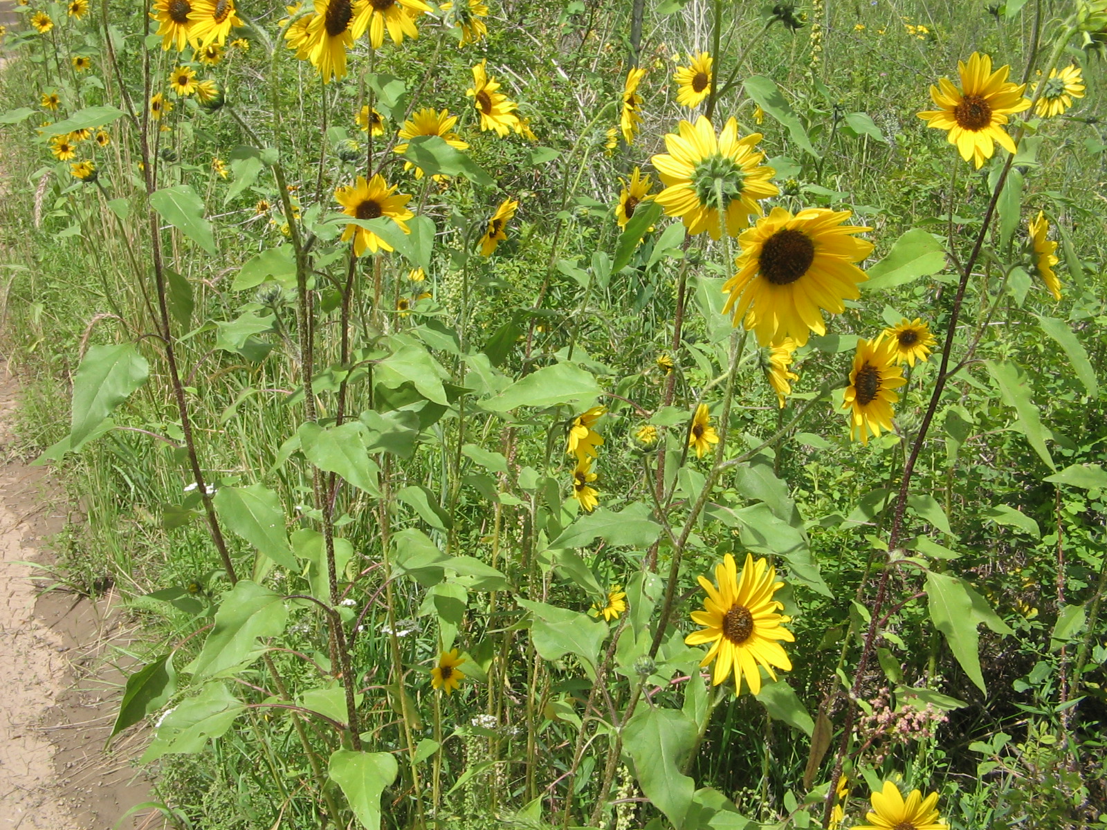 Helianthus annuus