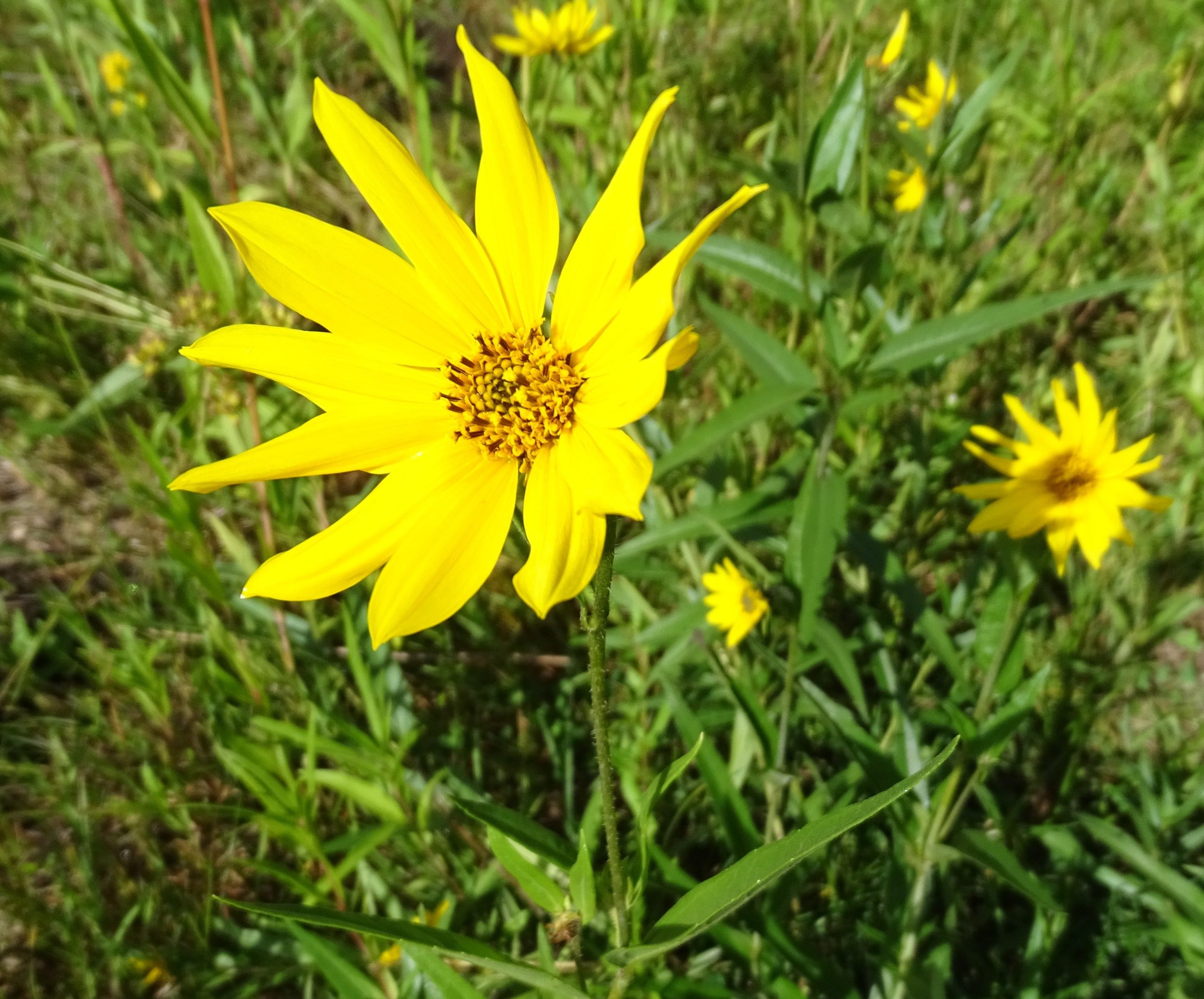 Helianthus nuttallii