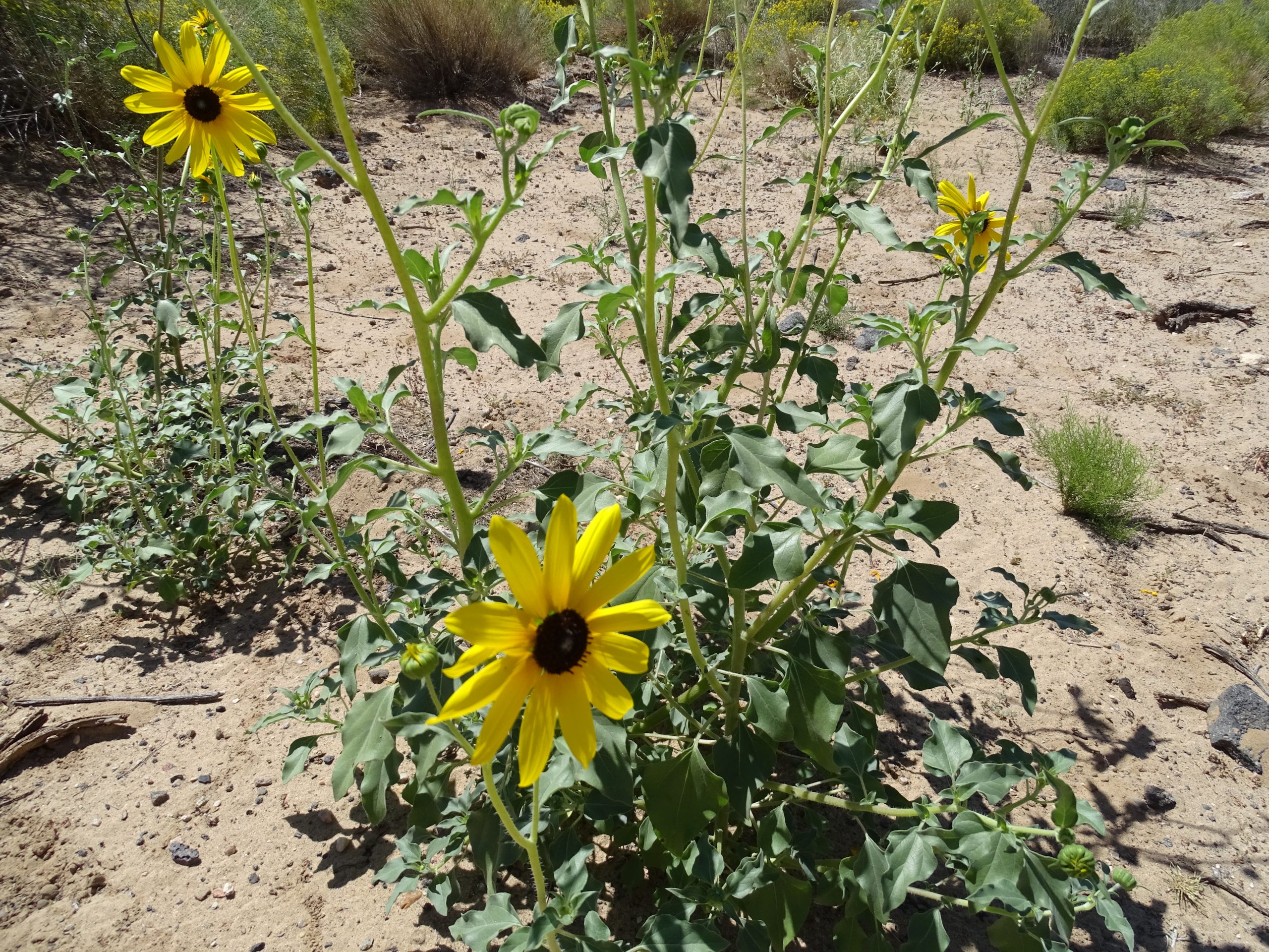 Helianthus petiolaris